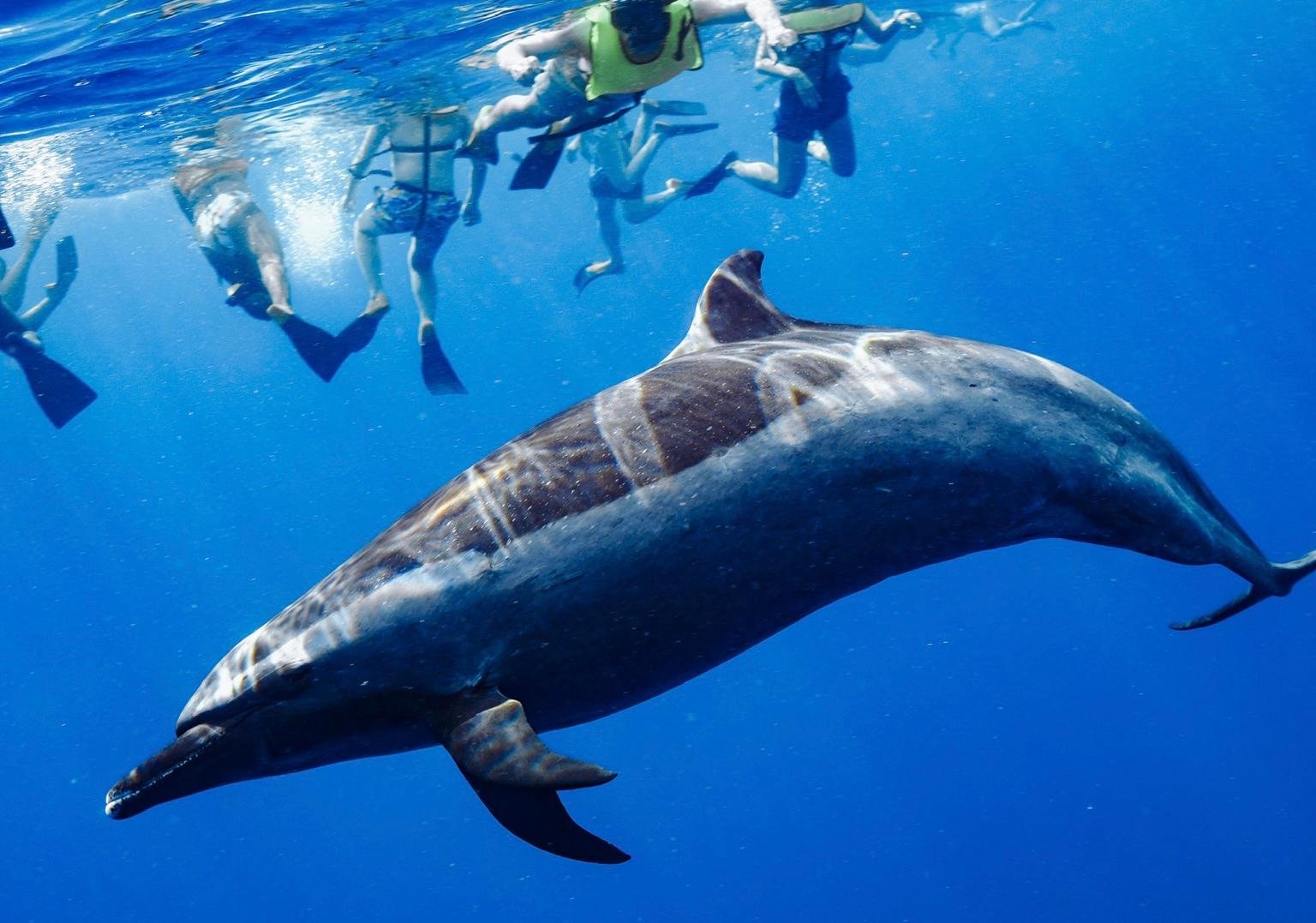 Wild Dolphin Swim & Turtle Snorkel with Waterslide