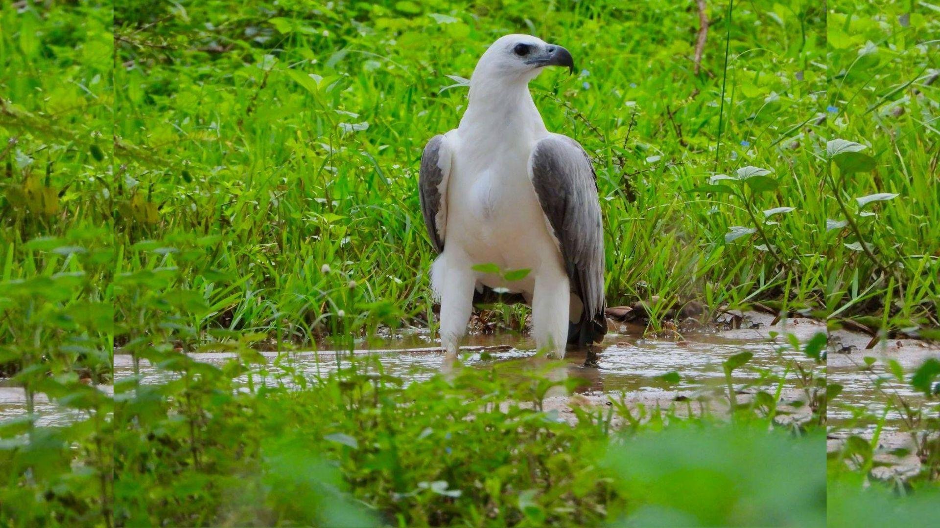 Full-Day Wilpattu National Park Leopard Safari from Anuradhapura