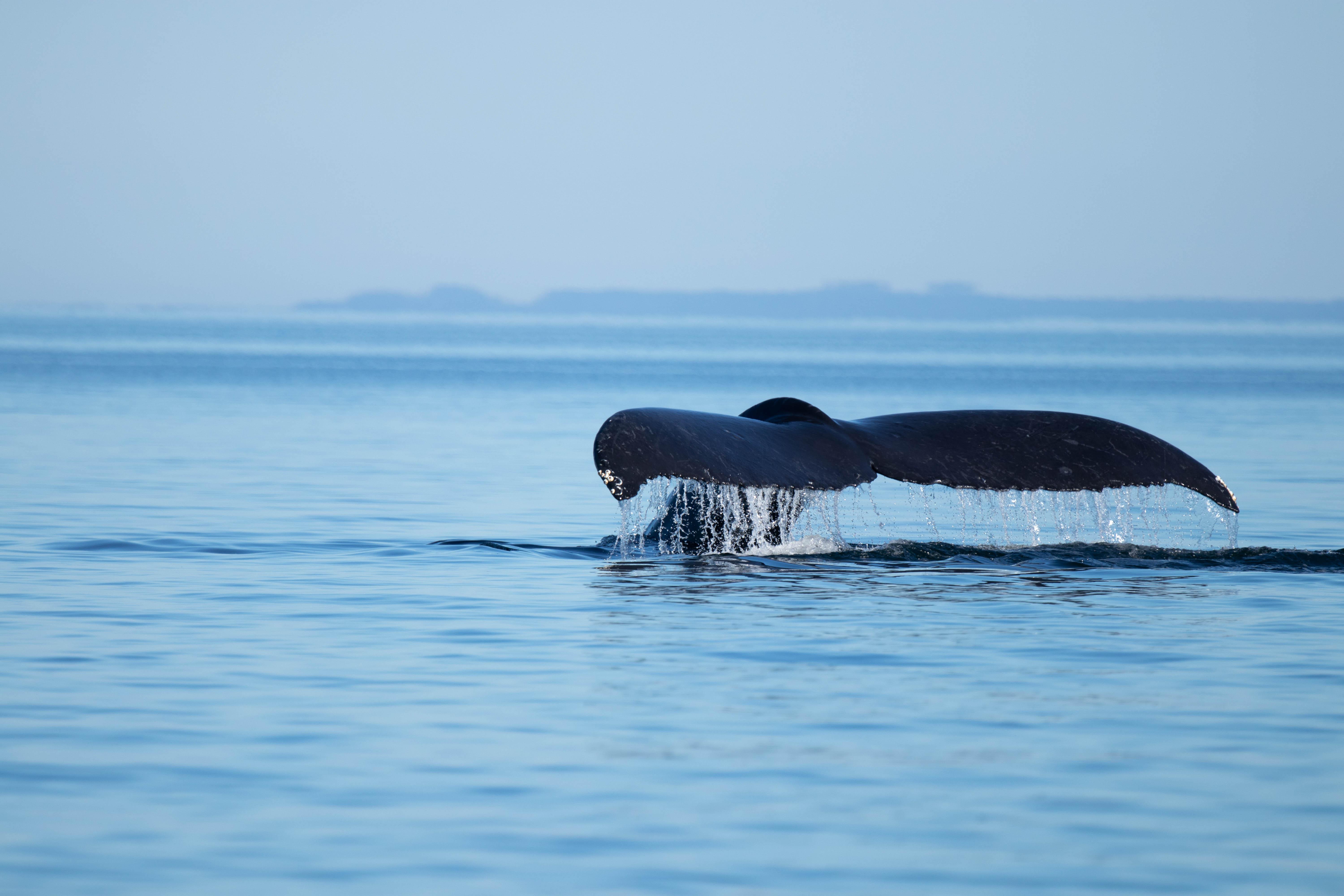 Campbell River Wildlife & Whale Watching Expedition