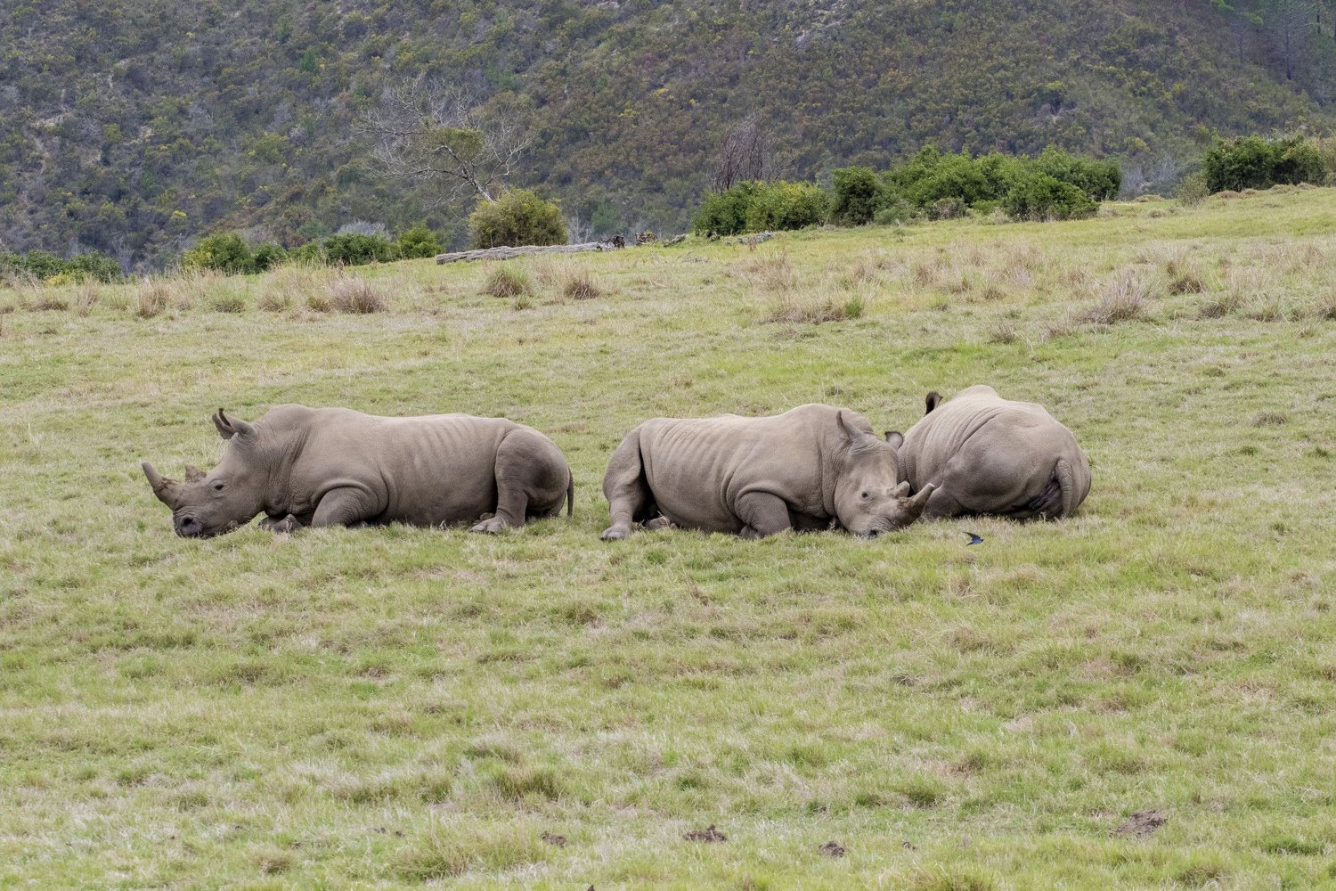 Cape Town to Garden Route: 2-Day Big Five Safari Adventure