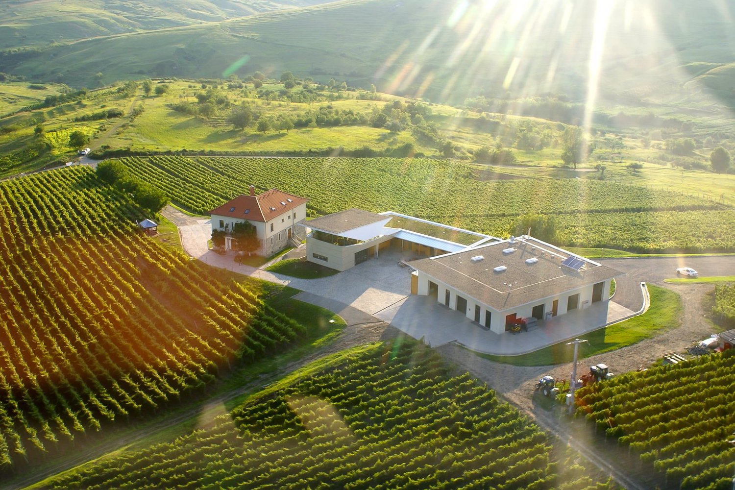 Exclusive Dealu Mare Wine Discovery from Bucharest