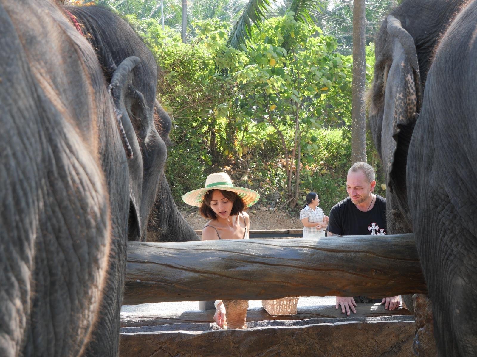 Krabi Ethical Elephant Sanctuary: Observe, Feed & Walk (No Touching)