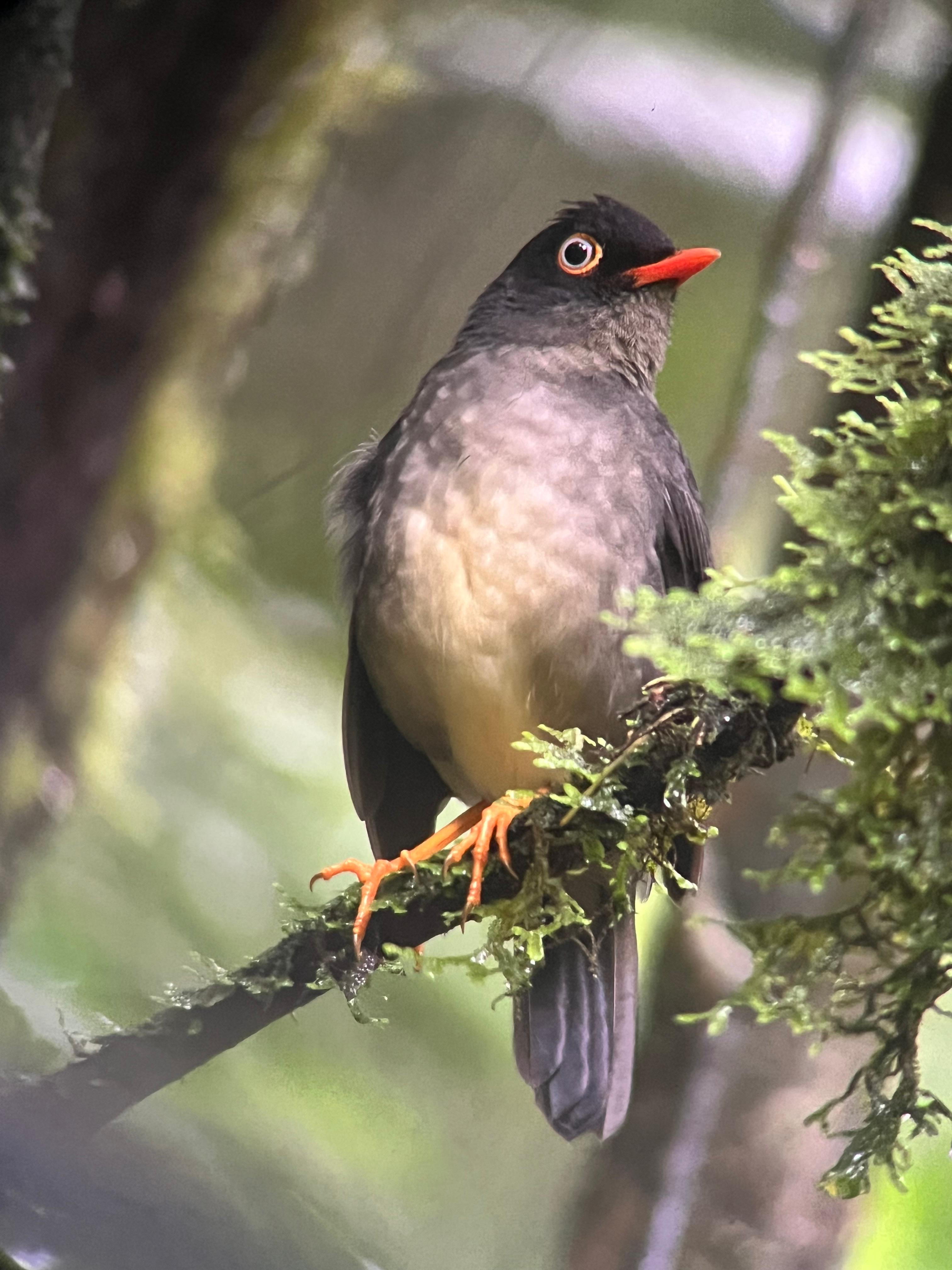 Monteverde Cloud Forest Small-Group Guided Hike