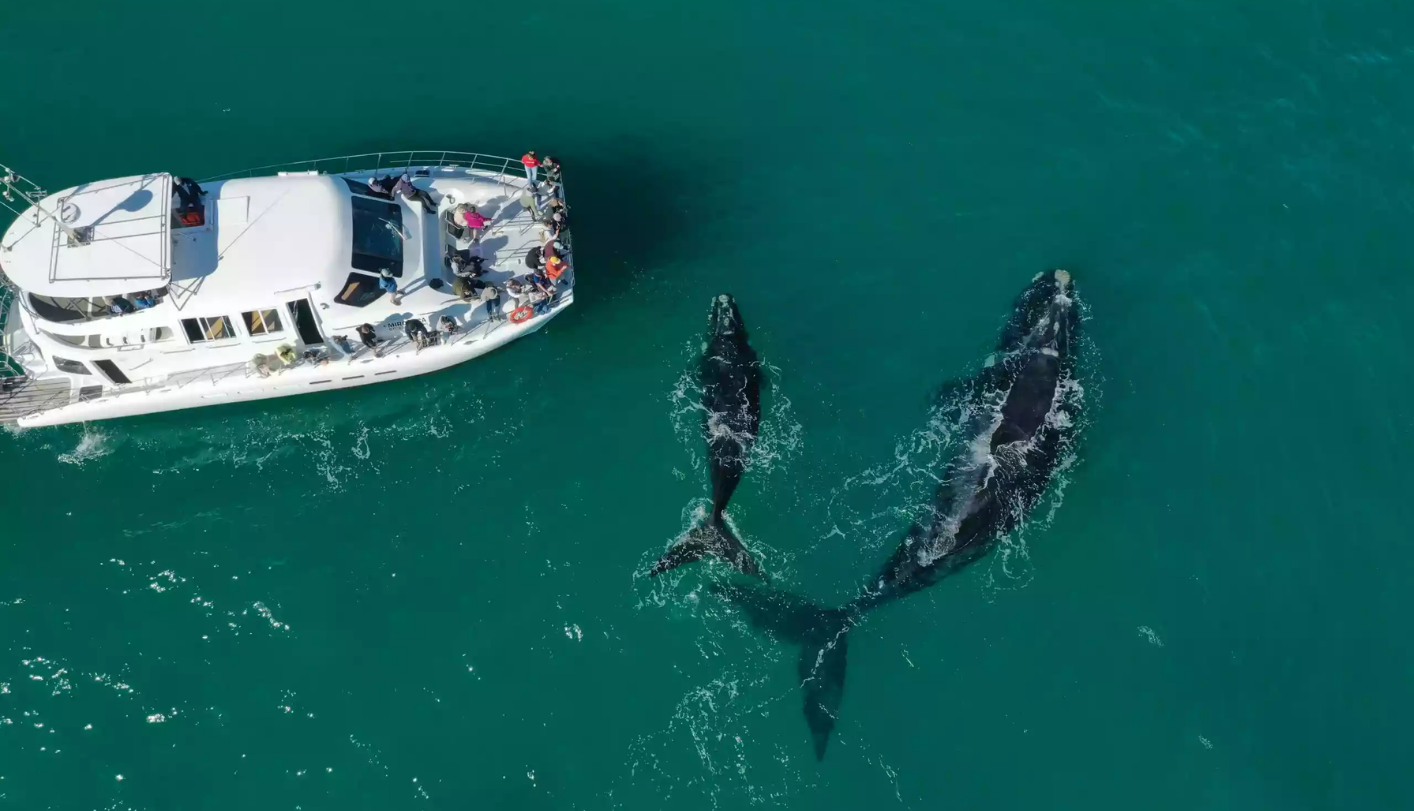 Private Full-Day Hermanus Whale Watching Safari