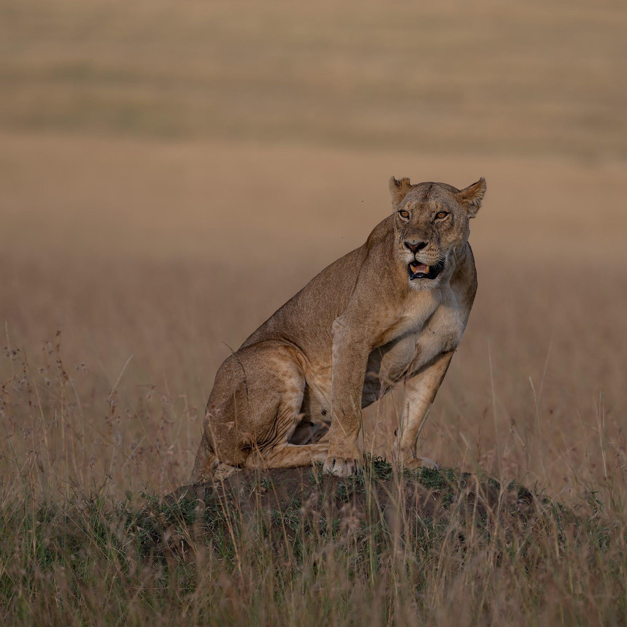 Maasai Mara Express: 1-Day Safari from Nairobi