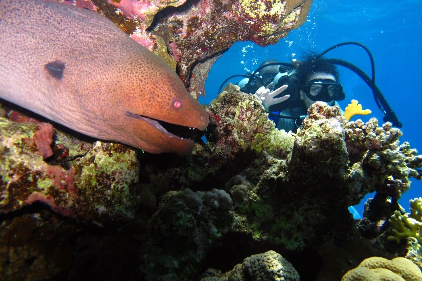 Sharm El Sheikh: White Island & Ras Mohamed Full-Day Sailing Adventure