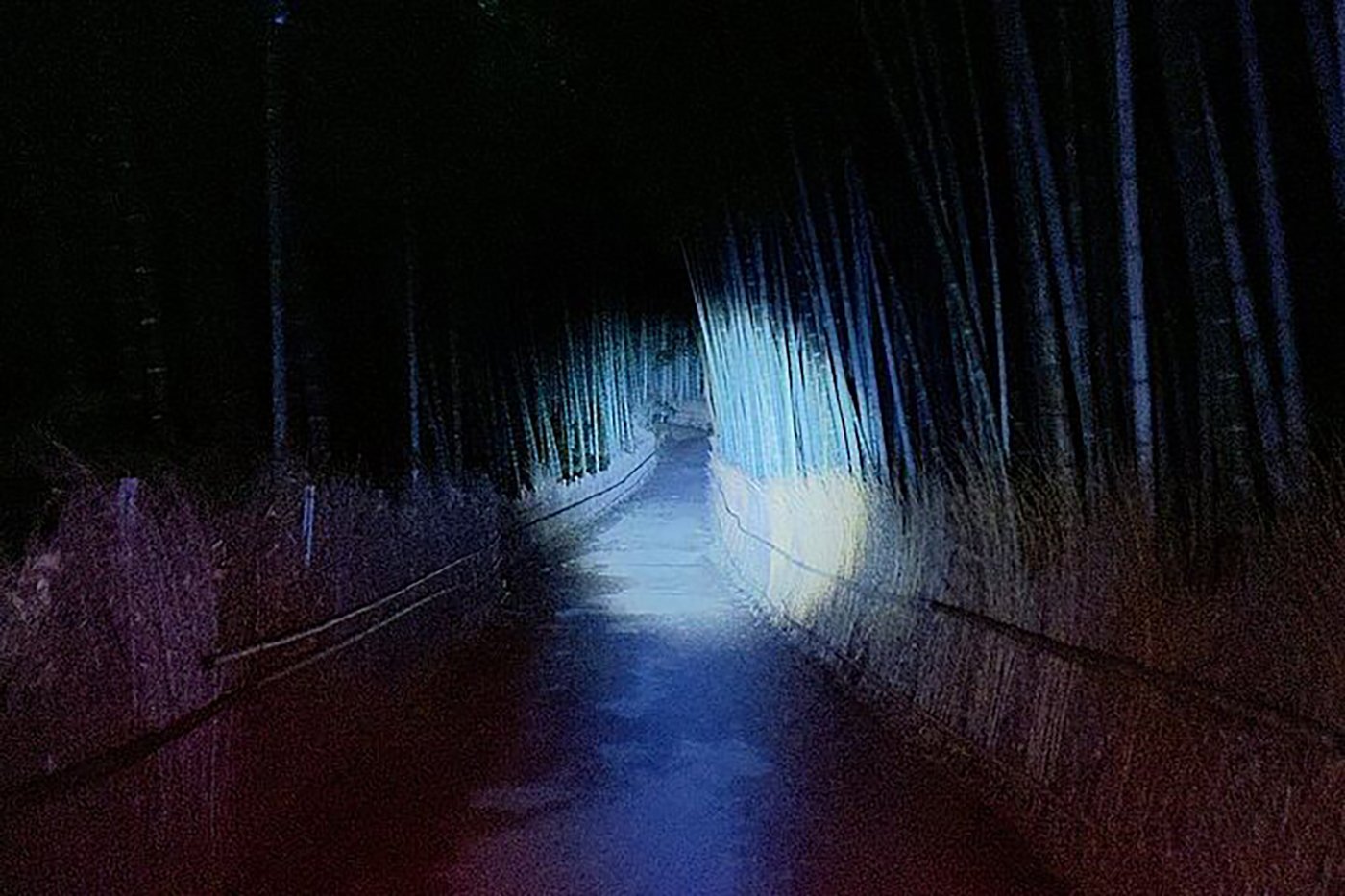 Kyoto experience — temples, geisha, bamboo grove — image 5
