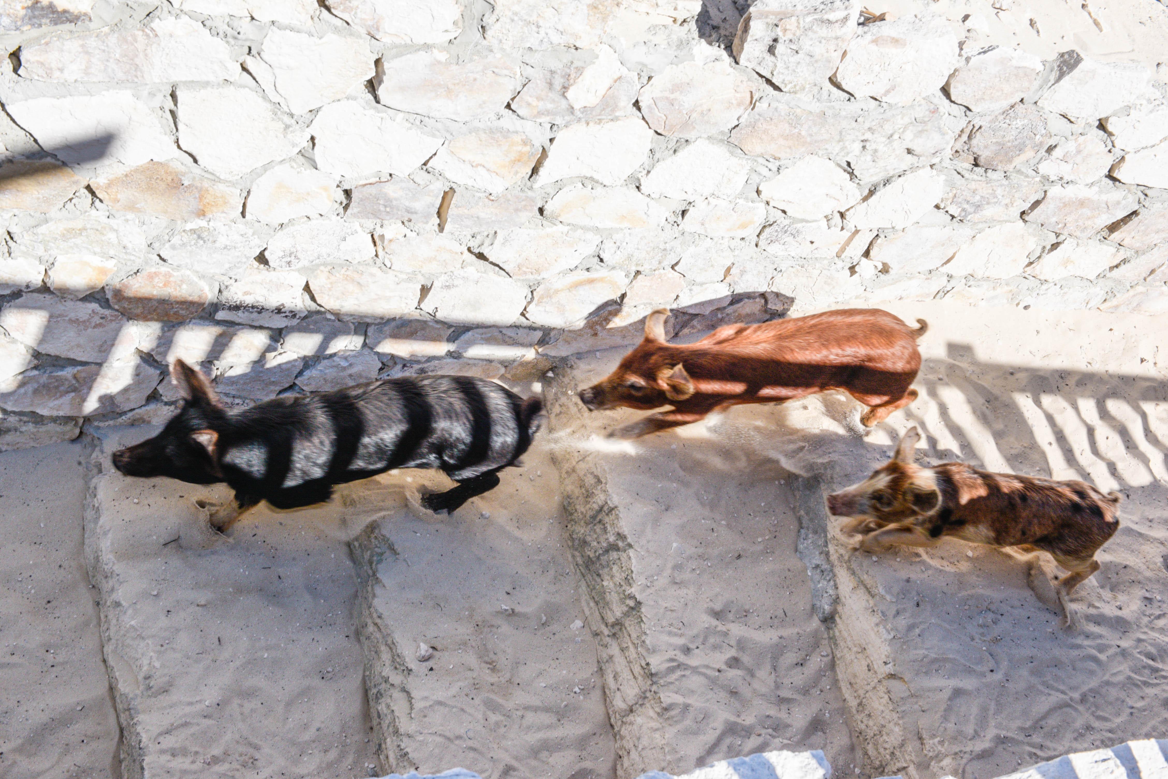 Nassau 3-Island Speedboat Adventure: Pigs, Turtles & Snorkeling