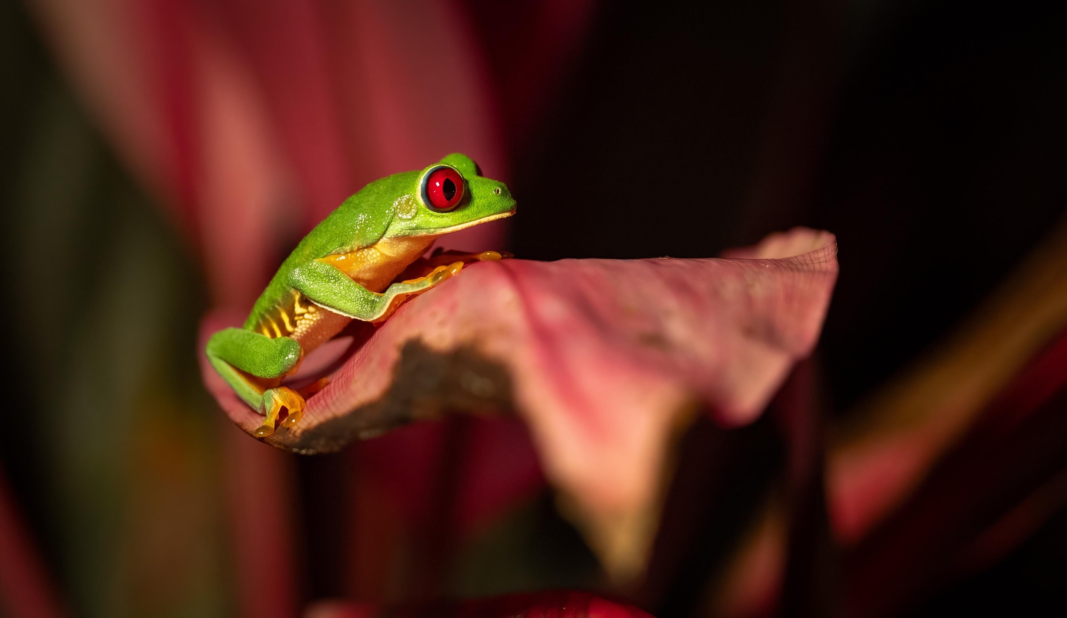 Manuel Antonio Night Wildlife Walk with Expert Naturalist