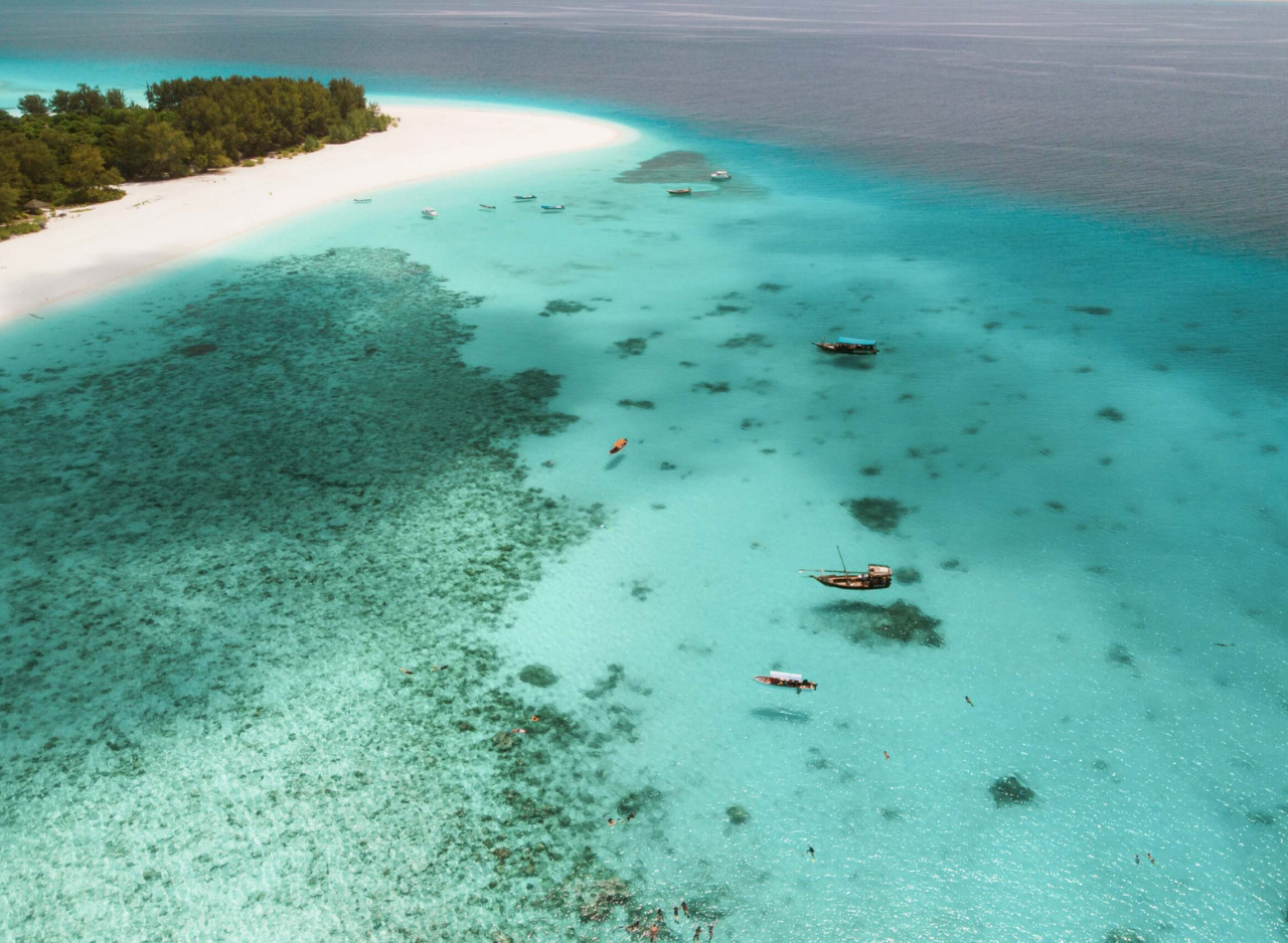 Zanzibar Dolphin Swim & Coral Reef Snorkel – Wildlife-First Half-Day Tour