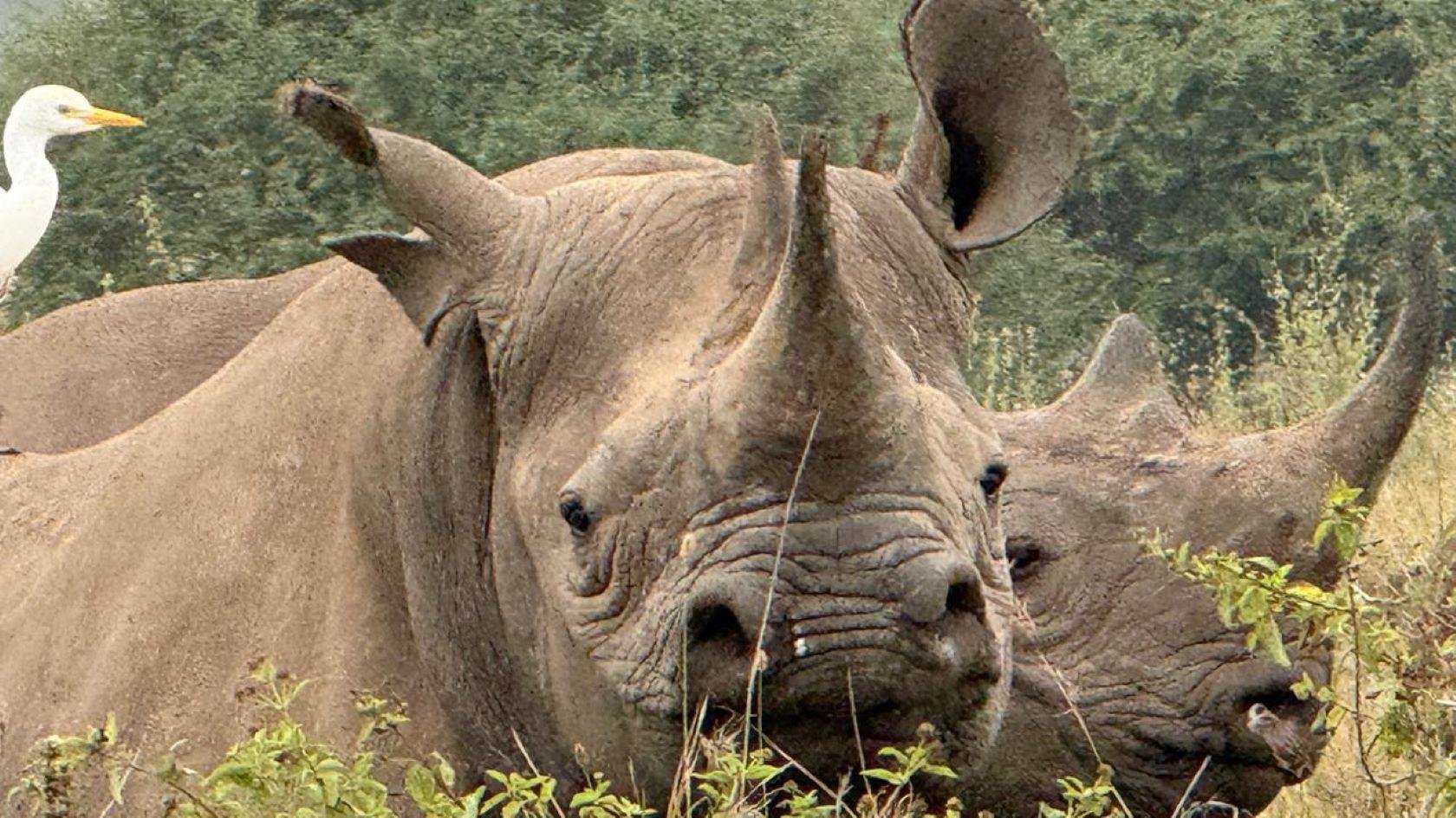 Nairobi Safari: National Park, Elephant Orphanage & Giraffe Center