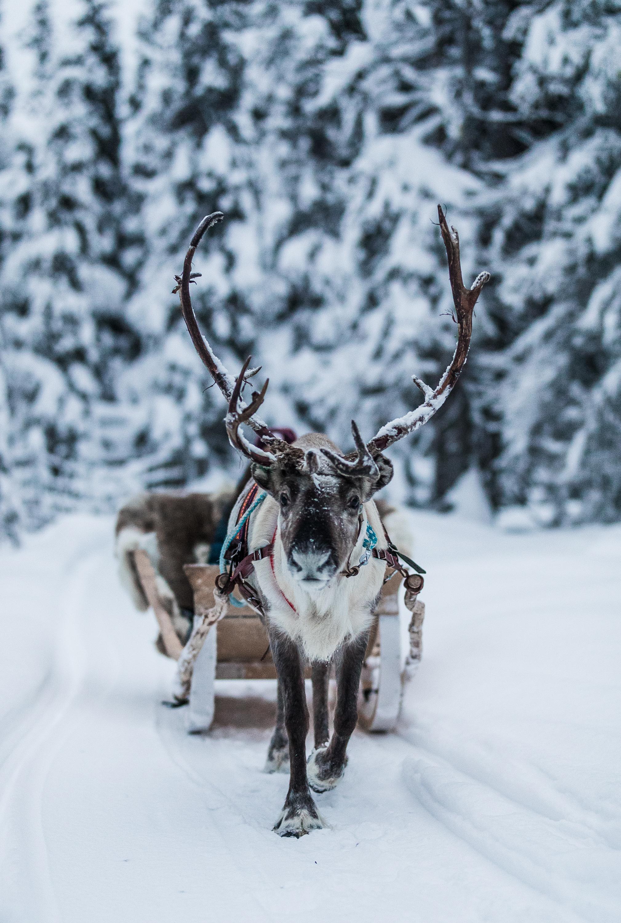 Ruka Reindeer Sledge Ride with Wilderness Snacks