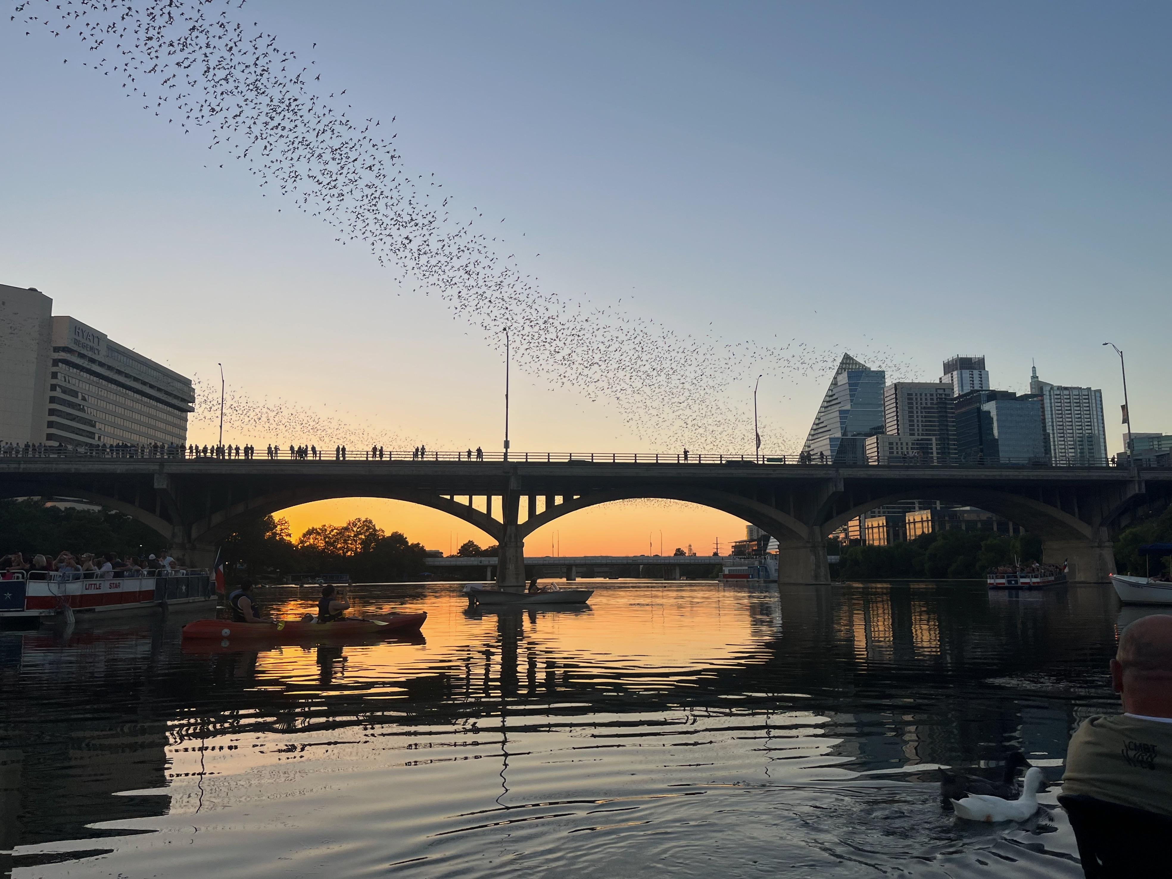 Sunset Kayak Tour to Congress Avenue Bat Colony