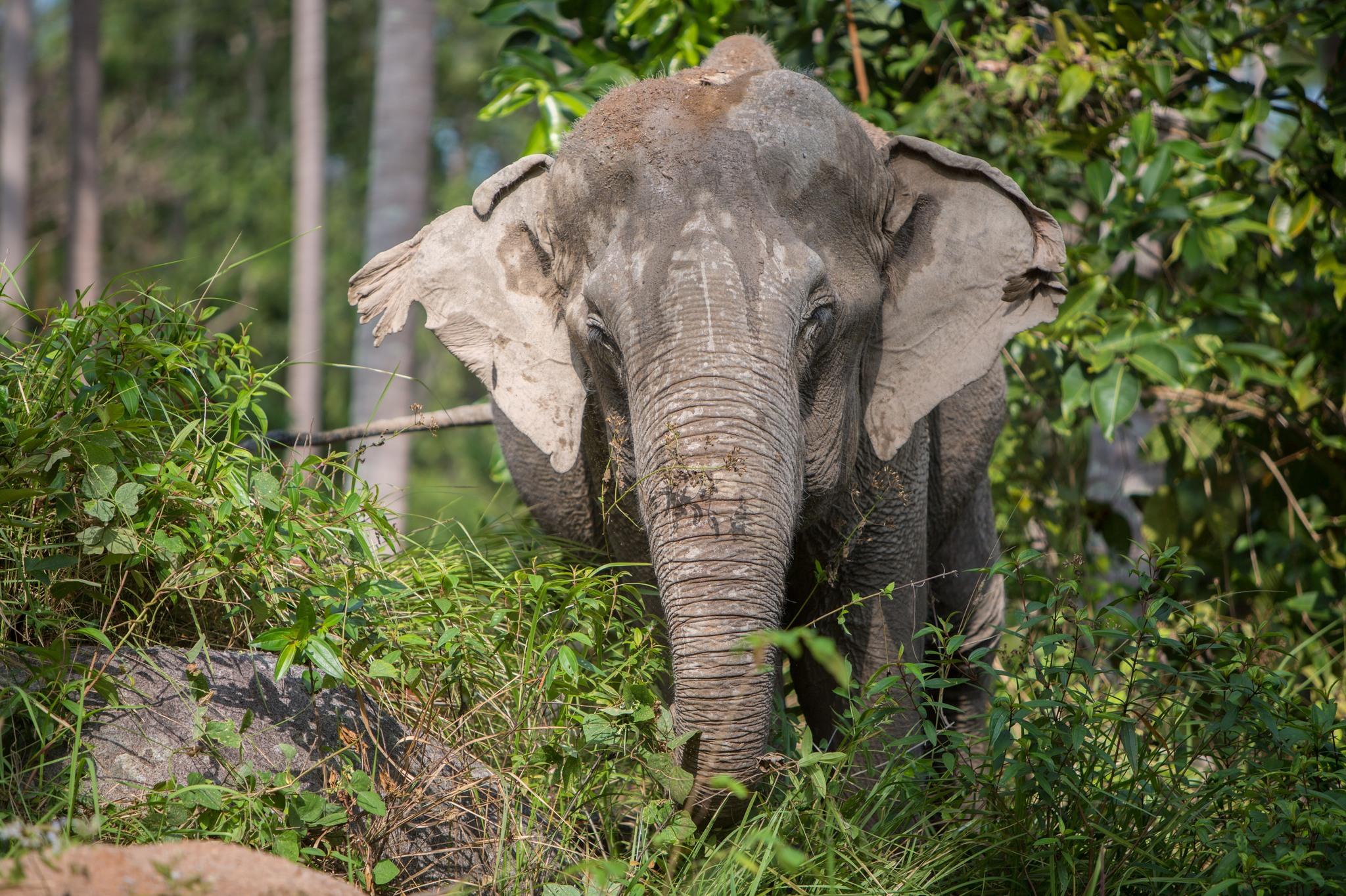 Samui Ethical Elephant Sanctuary Half-Day Experience