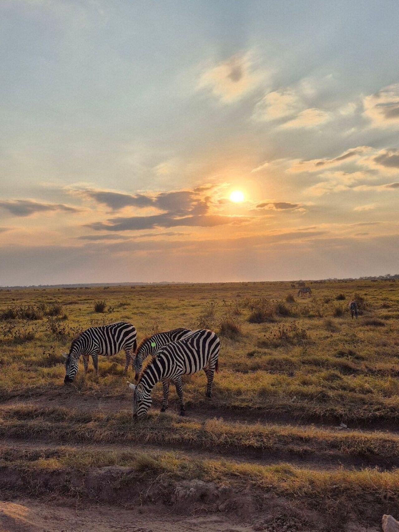 Nairobi National Park Twilight Safari & Sundowner