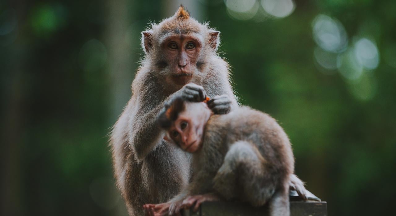 Ubud Highlights Tour: Barong Dance, Monkey Forest & Rice Terraces