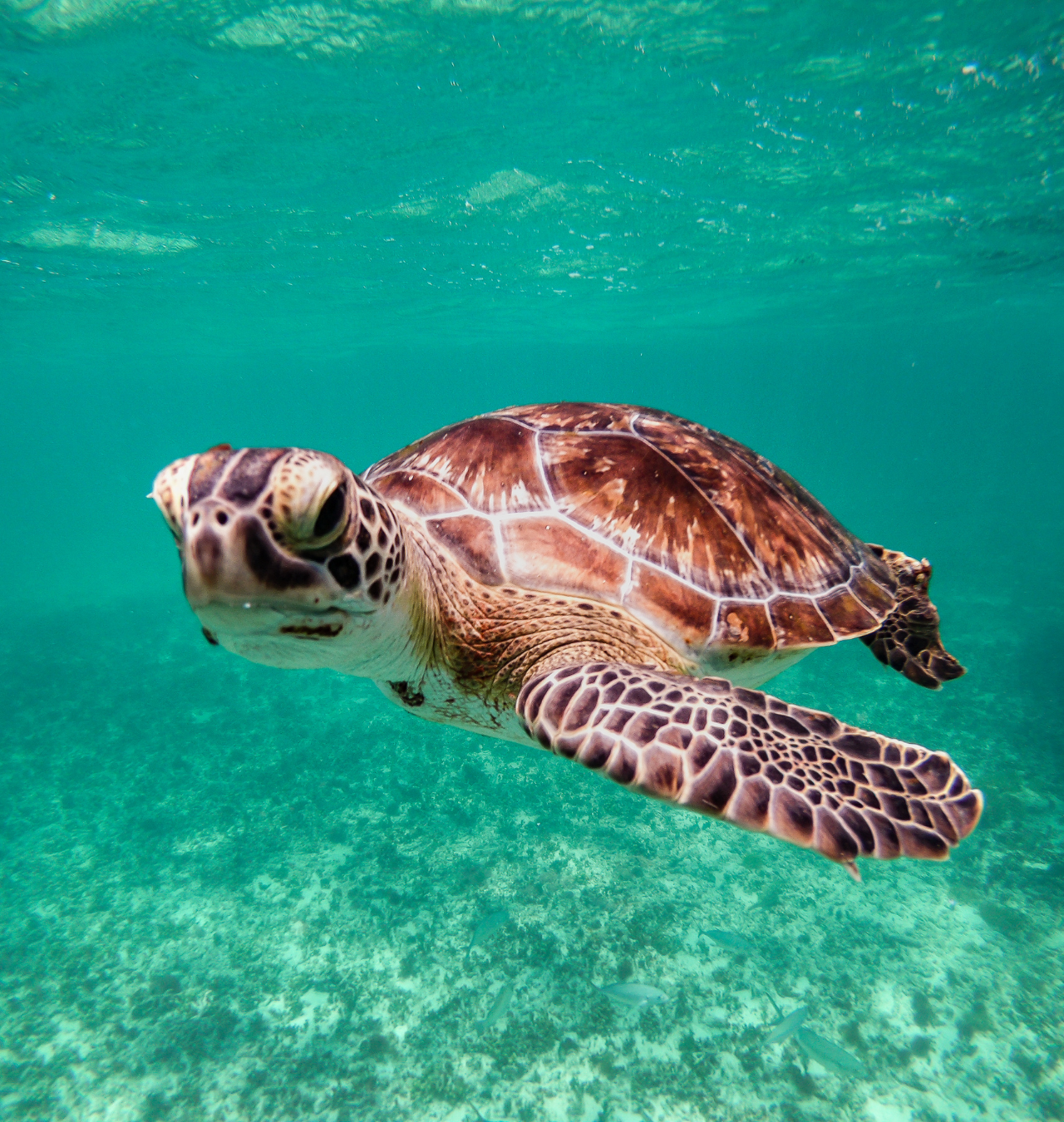 Tulum Ruins, Reef Snorkeling & Cenote Adventure