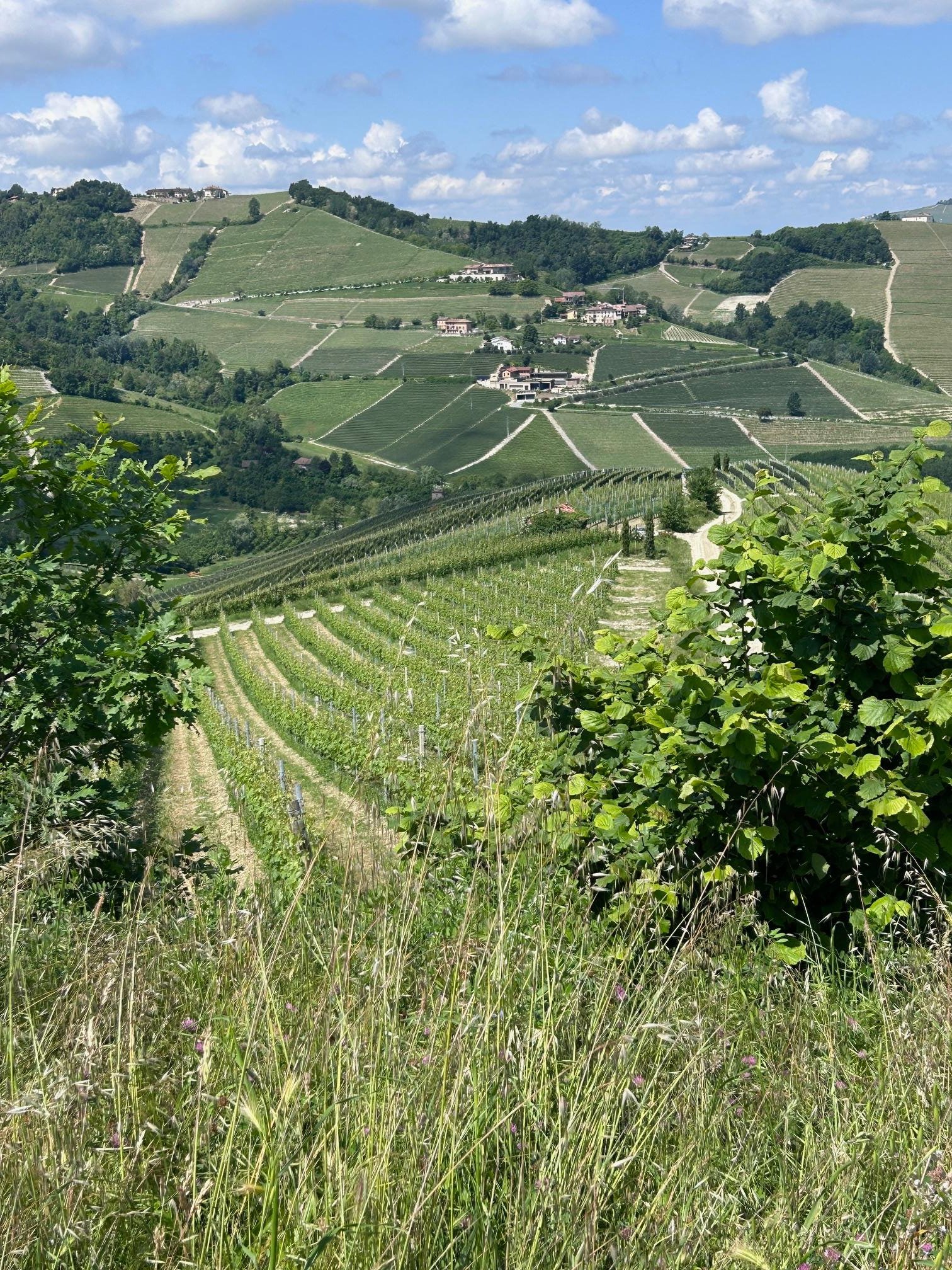 Langhe, Roero & Astigiano Private Wine Tour