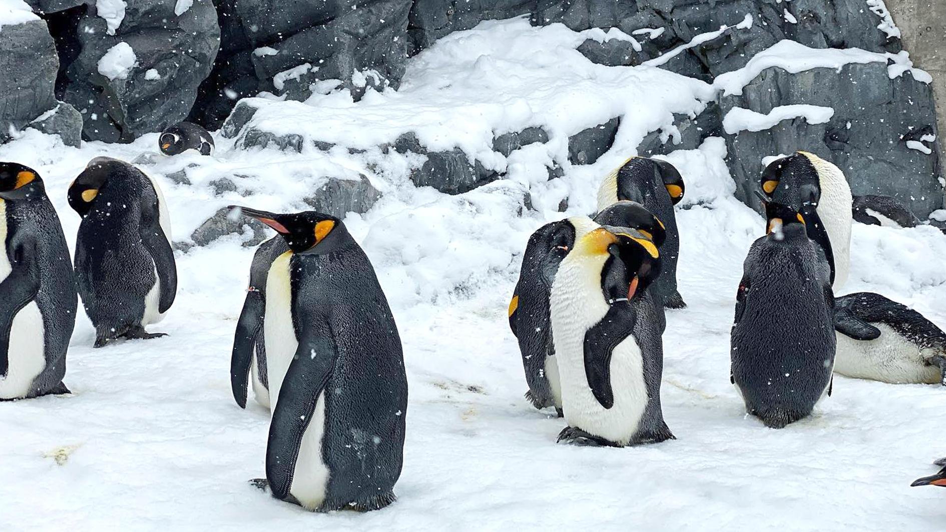 Hokkaido Winter Day Tour: Asahiyama Zoo & Snowfields from Sapporo