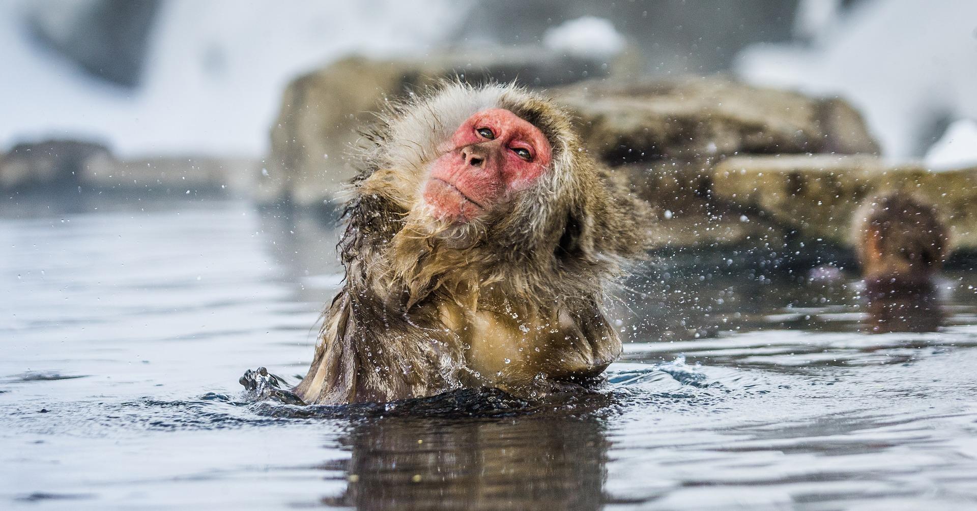Nagano Snow Monkey & Zenkoji Temple Private Day Tour from Tokyo
