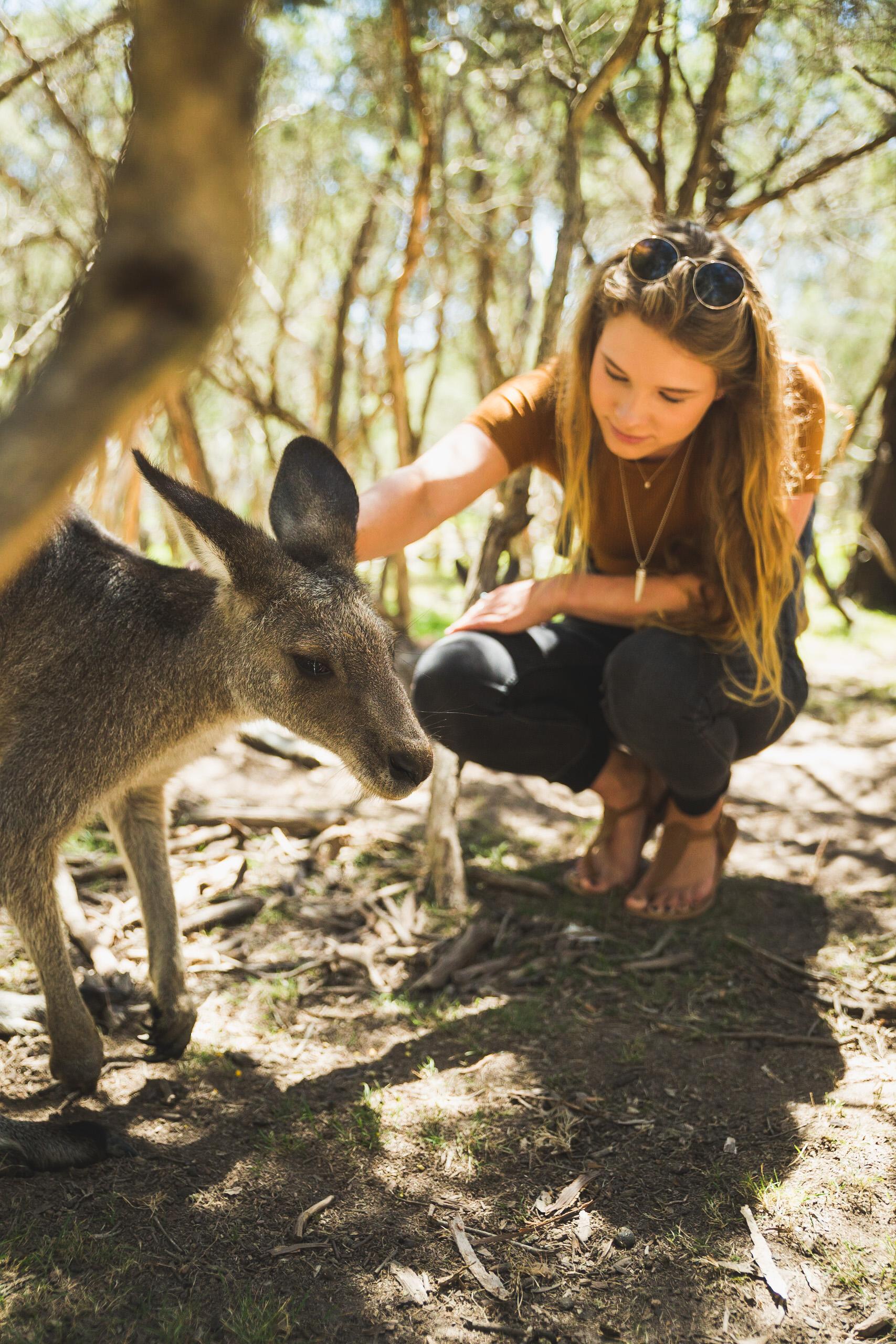 Phillip Island Penguin Parade & Wildlife Day Tour from Melbourne