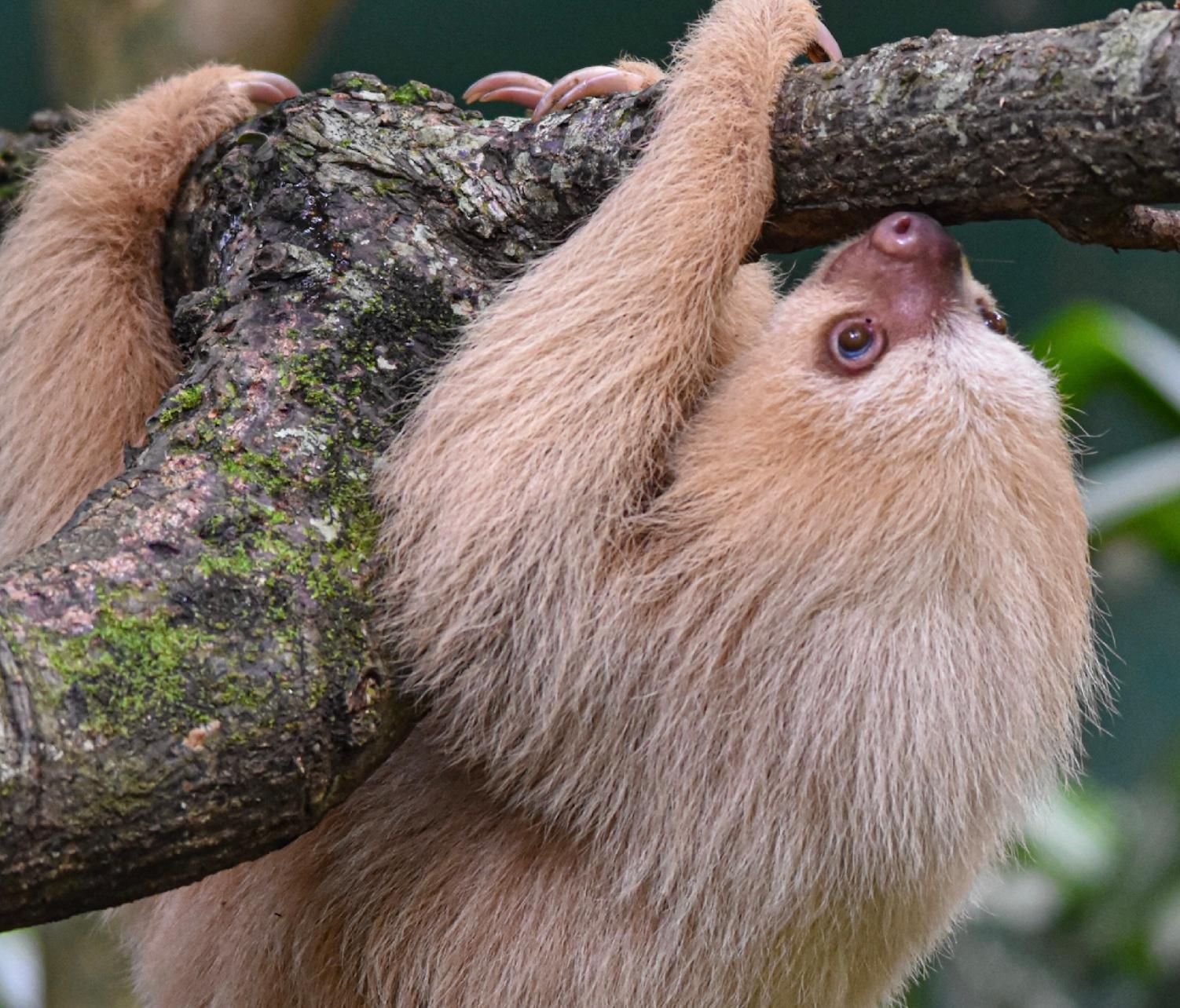 Tamarindo Wildlife Conservation Tour