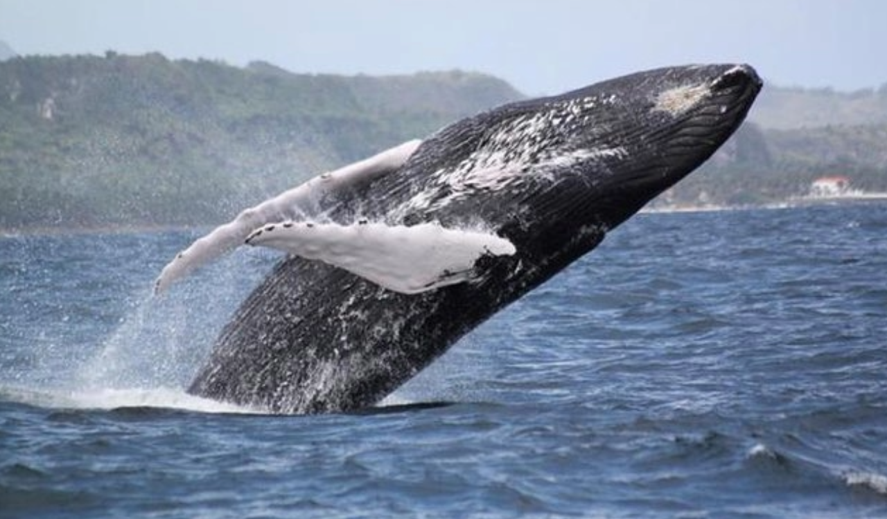 Samana Peninsula: Whale Watching & El Limon Waterfall Adventure
