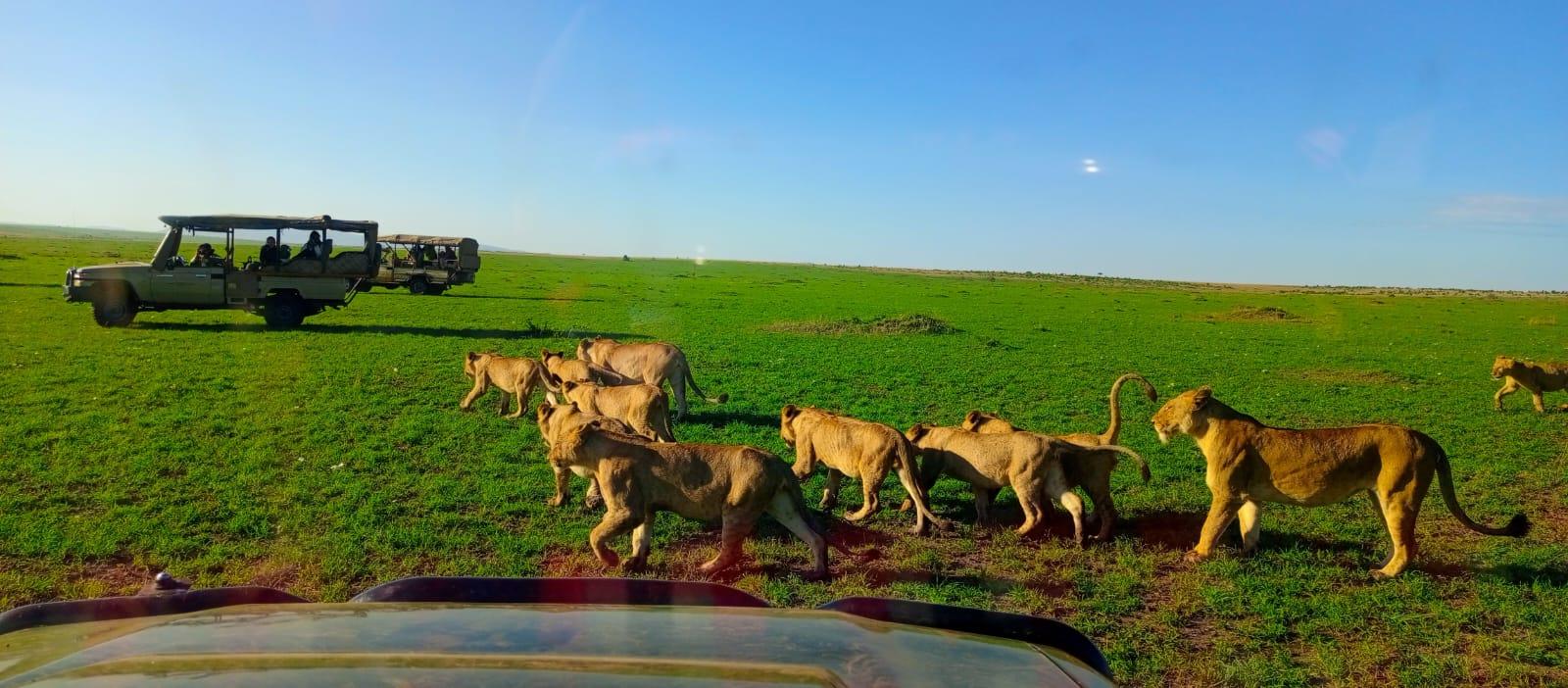 3-Day Masai Mara Safari Adventure from Nairobi