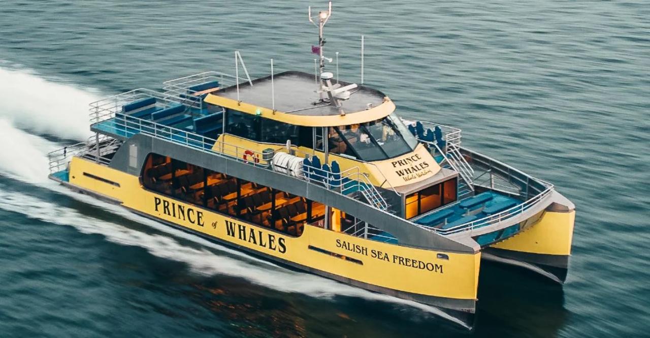 Vancouver whale watching tour — orcas and marine wildlife in the Salish Sea — image 10