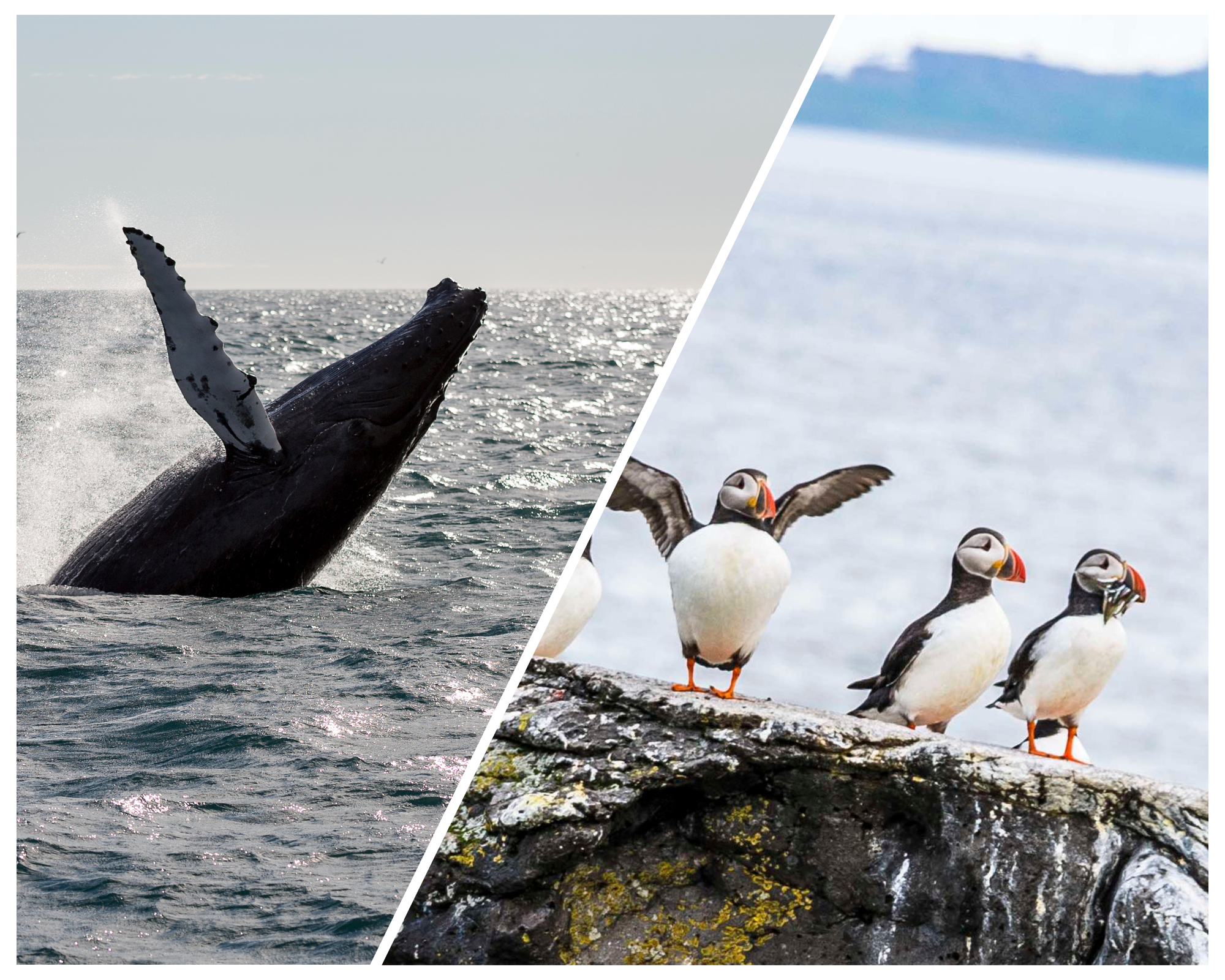 Atlantic Wildlife Safari: Whales & Puffins from Reykjavik