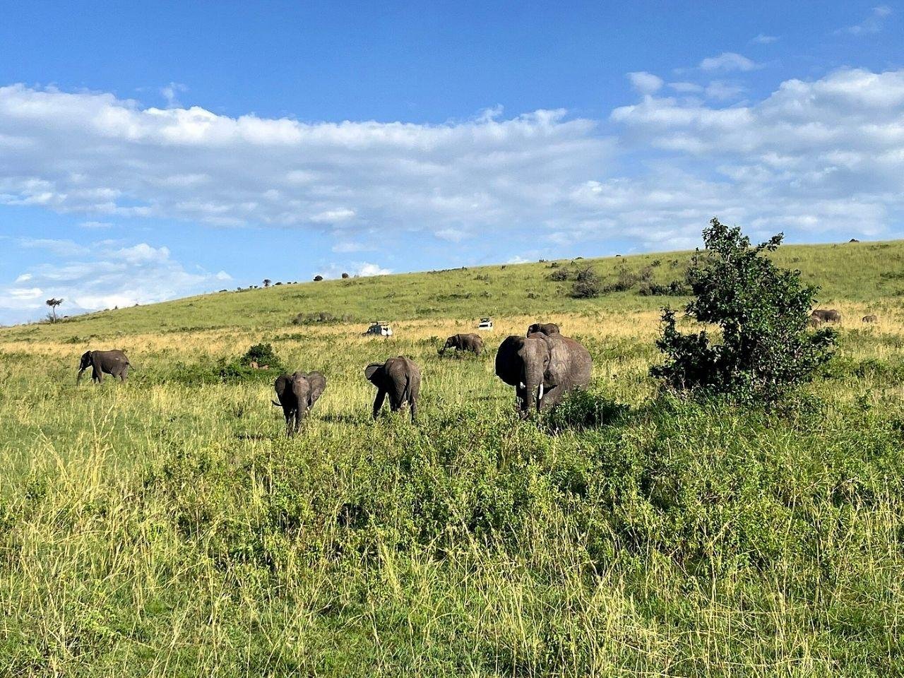 3-Day Maasai Mara Shared Jeep Safari from Nairobi