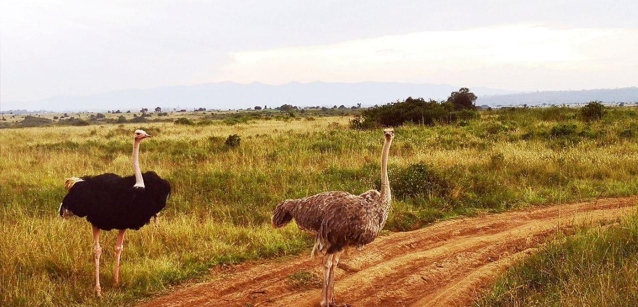 Nairobi National Park Twilight Safari & Sundowner