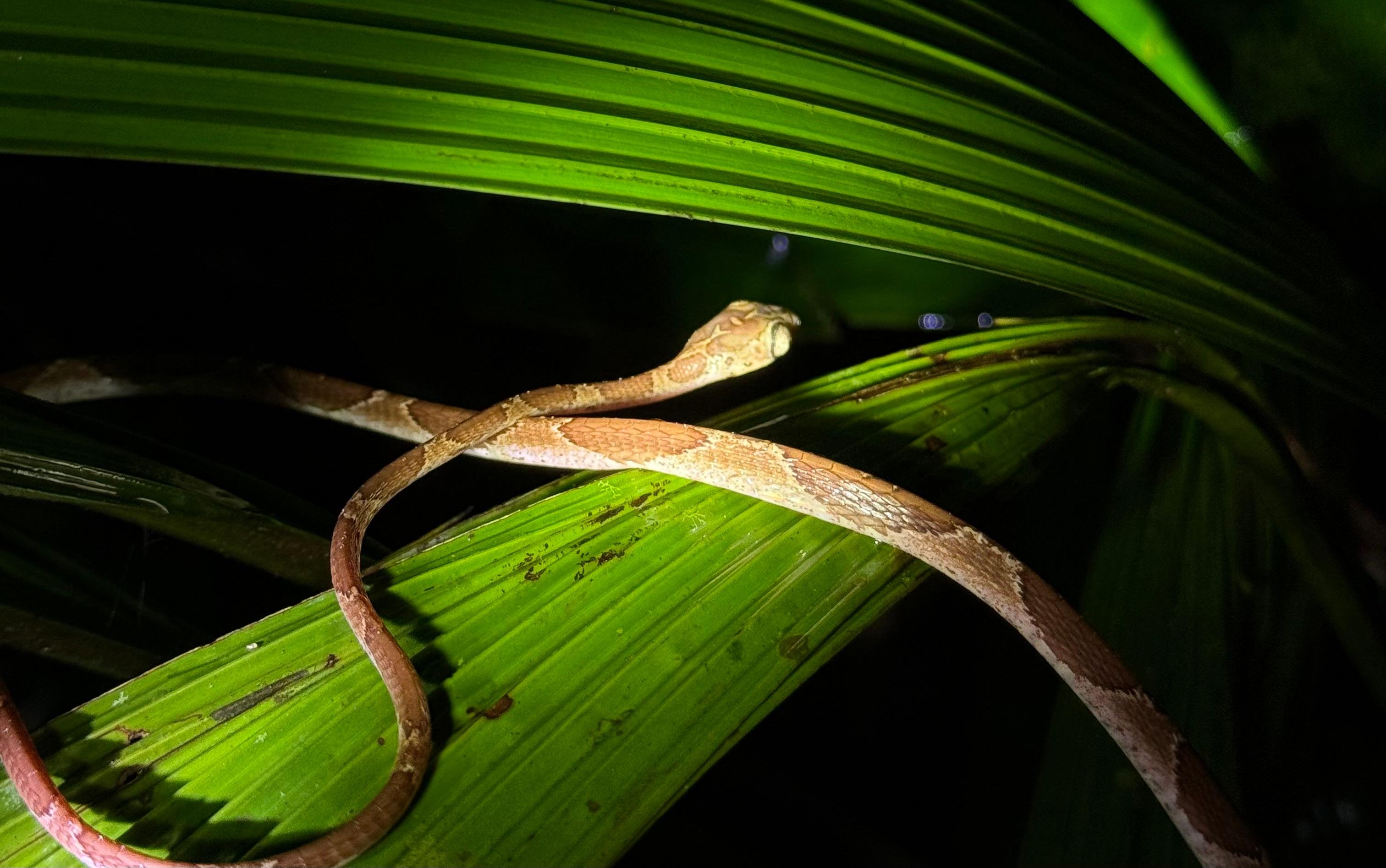 Manuel Antonio Night Wildlife Walk with Expert Naturalist