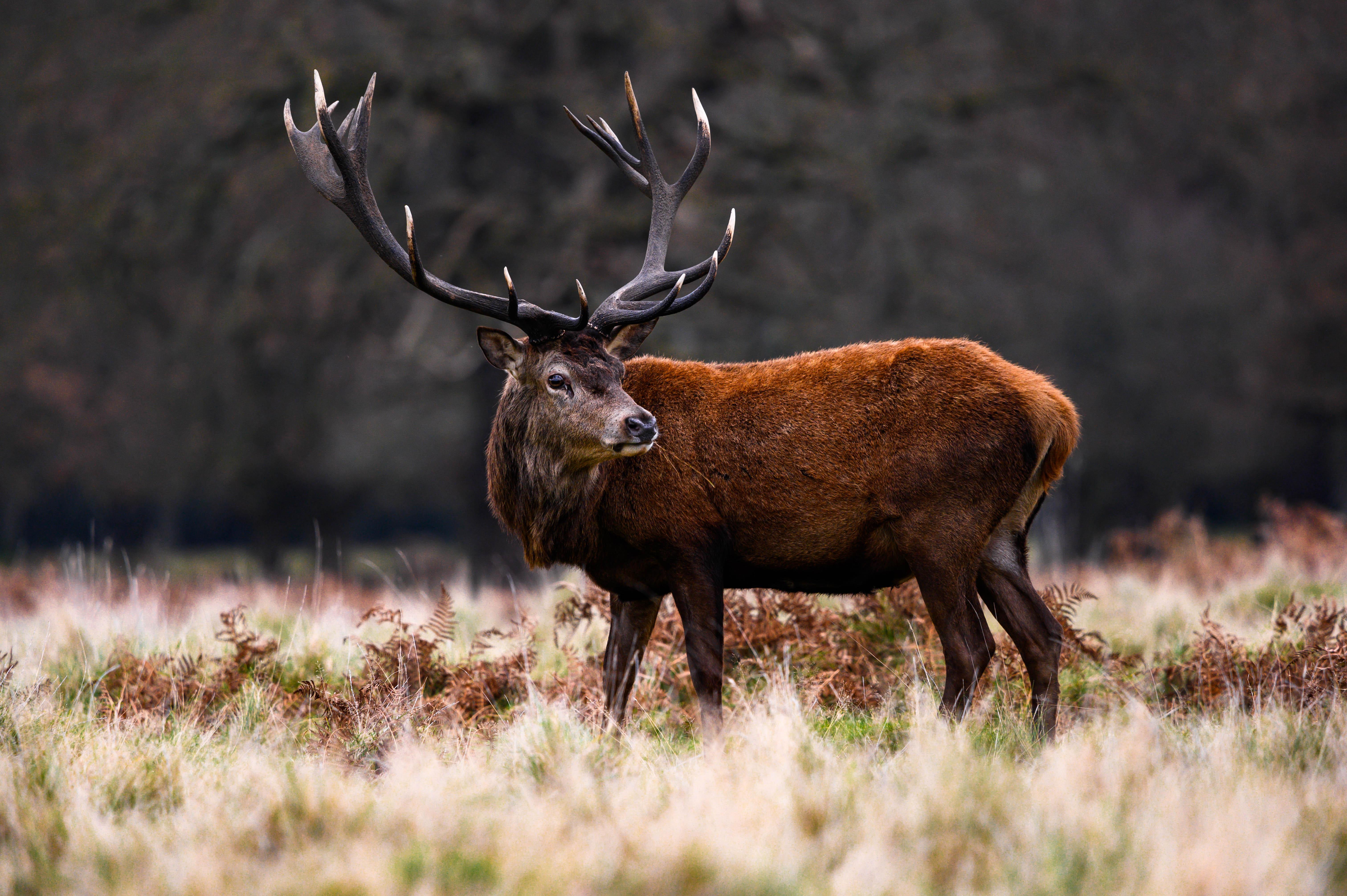 London: Richmond Park Nature Photography Workshop