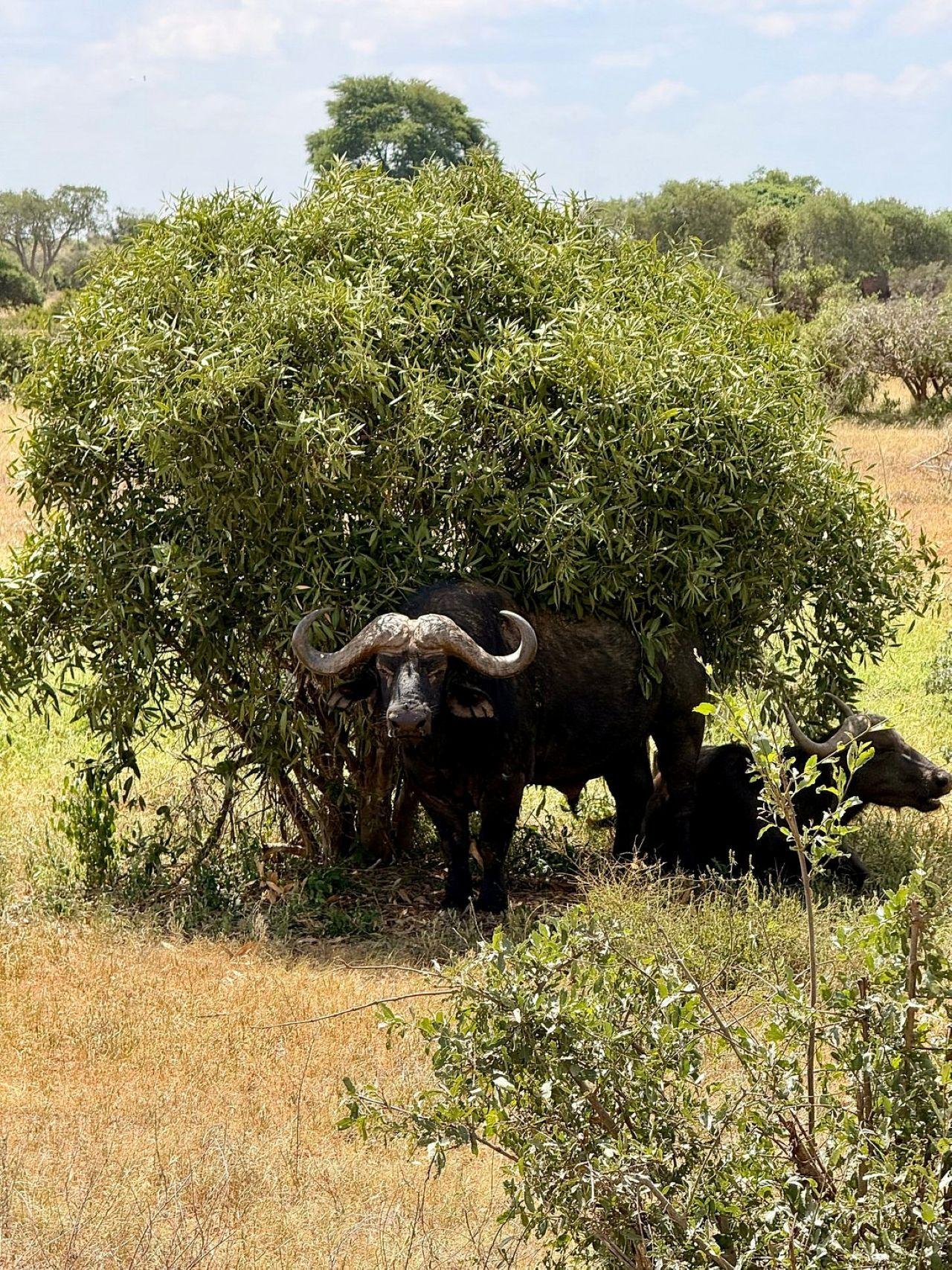 Nairobi Safari: National Park, Elephant Orphanage & Giraffe Center