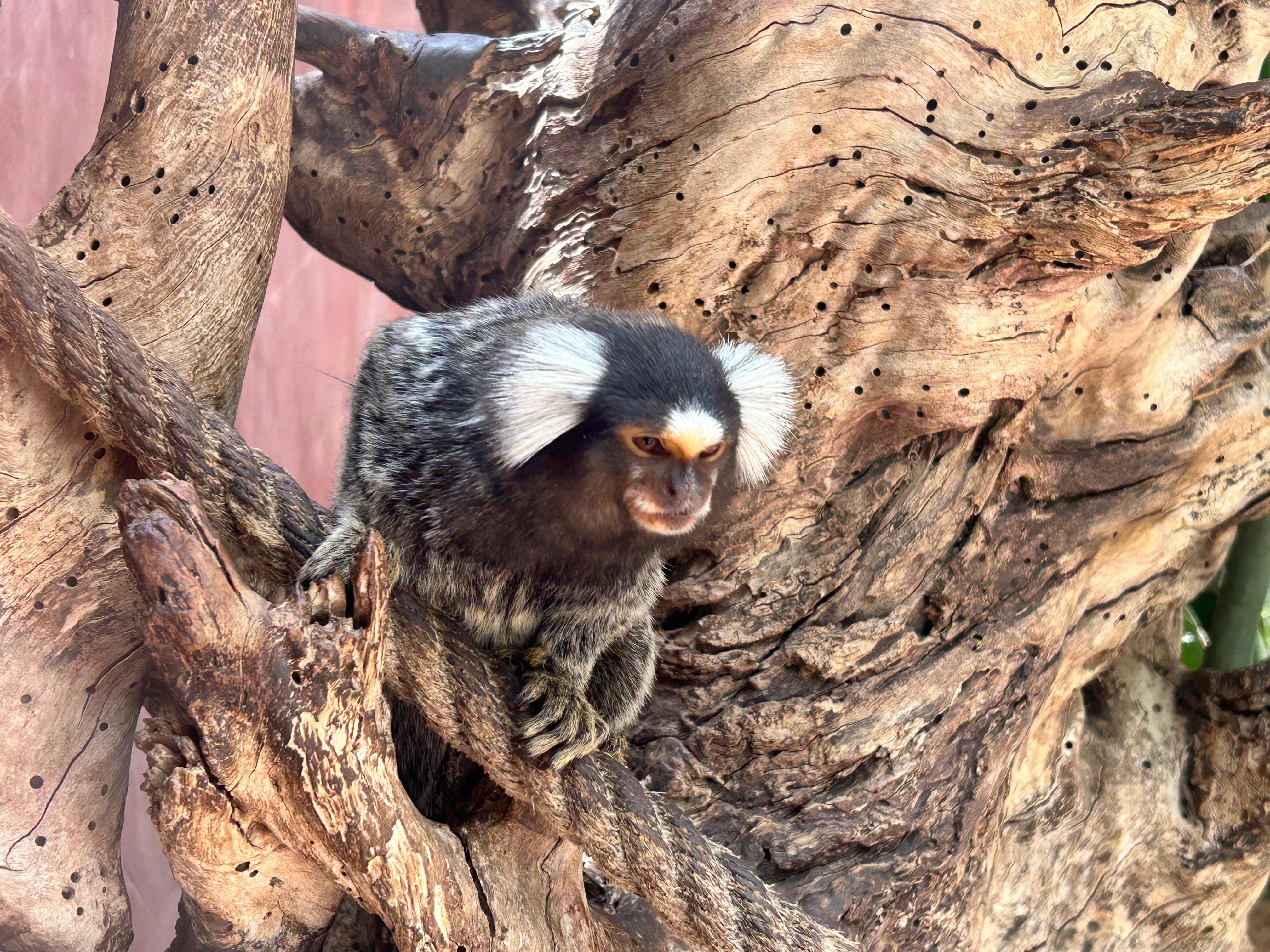 Agadir Highlights: Cable Car, Crocopark & Argan Goats