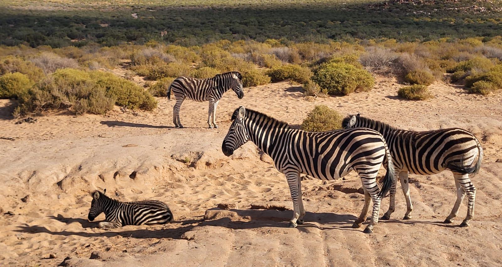 Cape Town Big Five Sunset Safari with Buffet & Hotel Transfers
