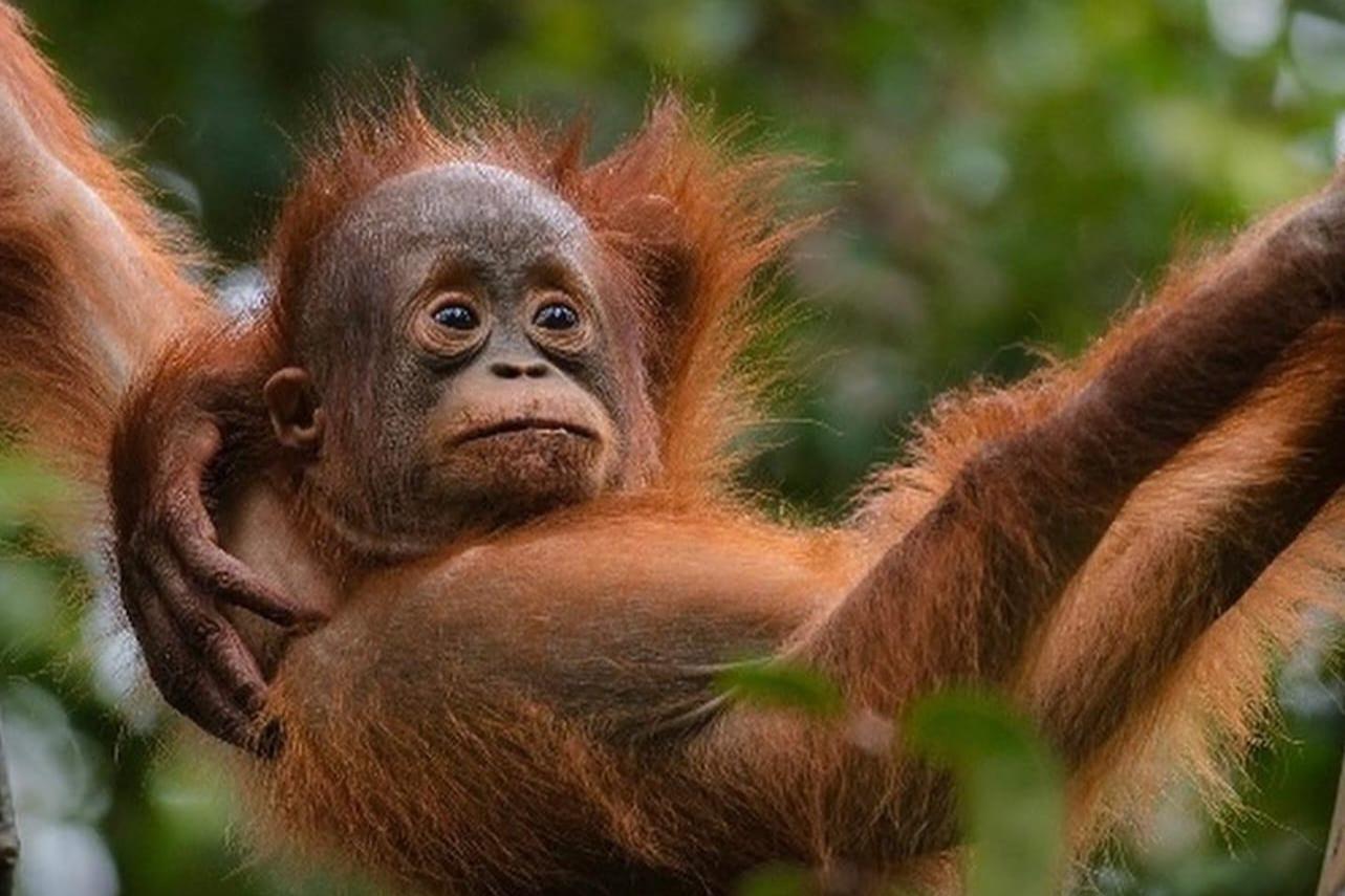 3-Day Ethical Orangutan Trek & Eco-Camping in Gunung Leuser