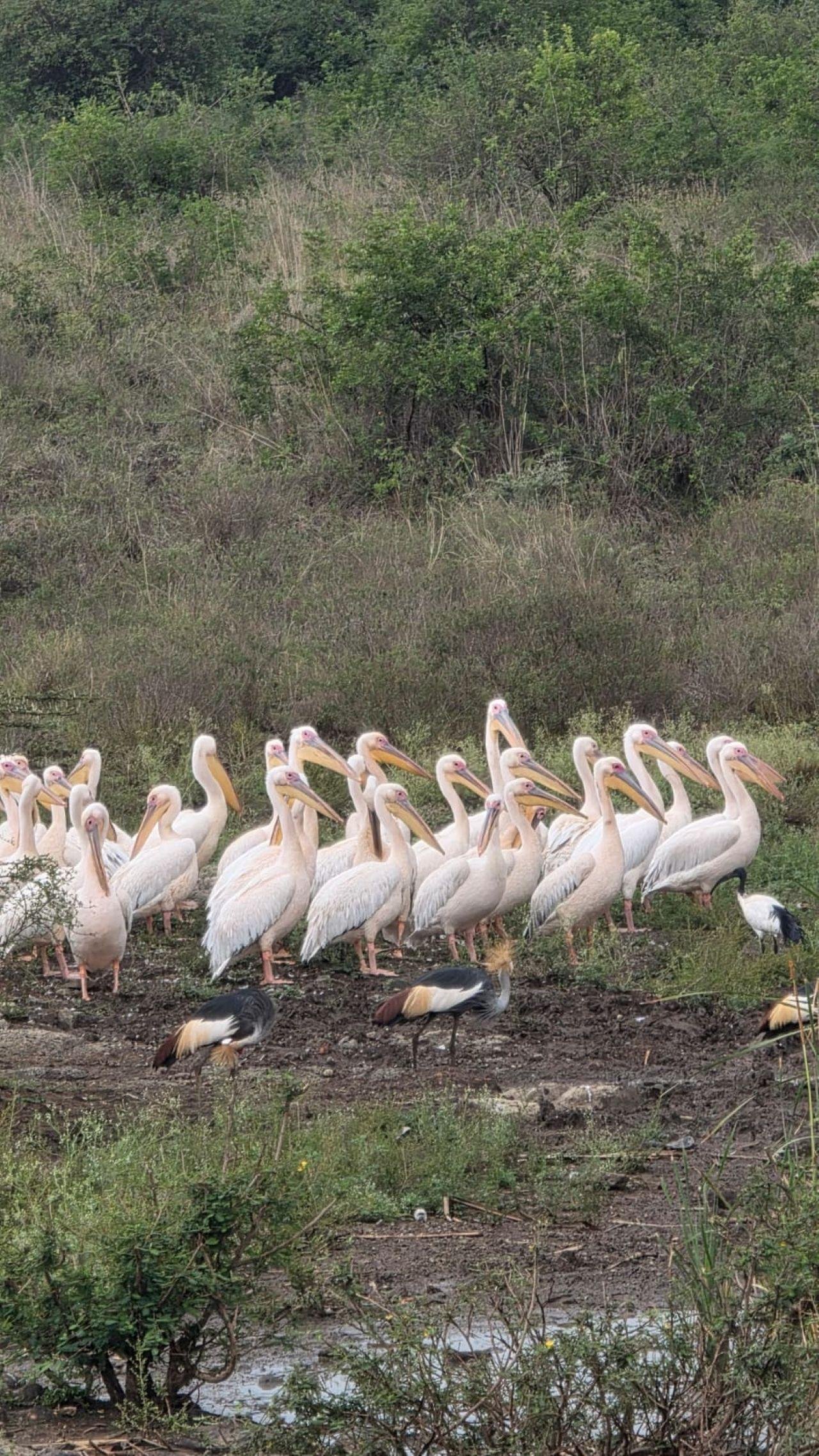 Nairobi Safari: National Park, Elephant Orphanage & Giraffe Center