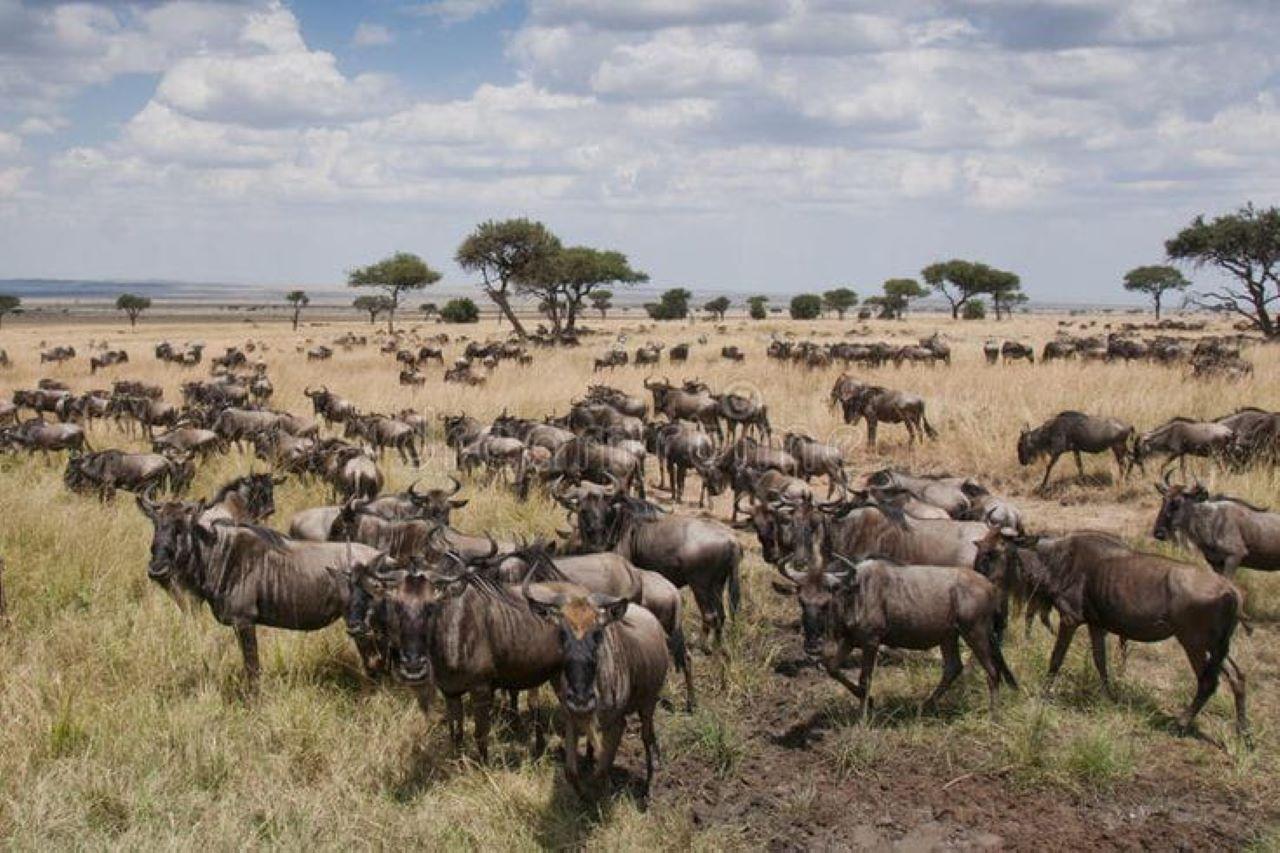 3-Day Maasai Mara Shared Jeep Safari from Nairobi
