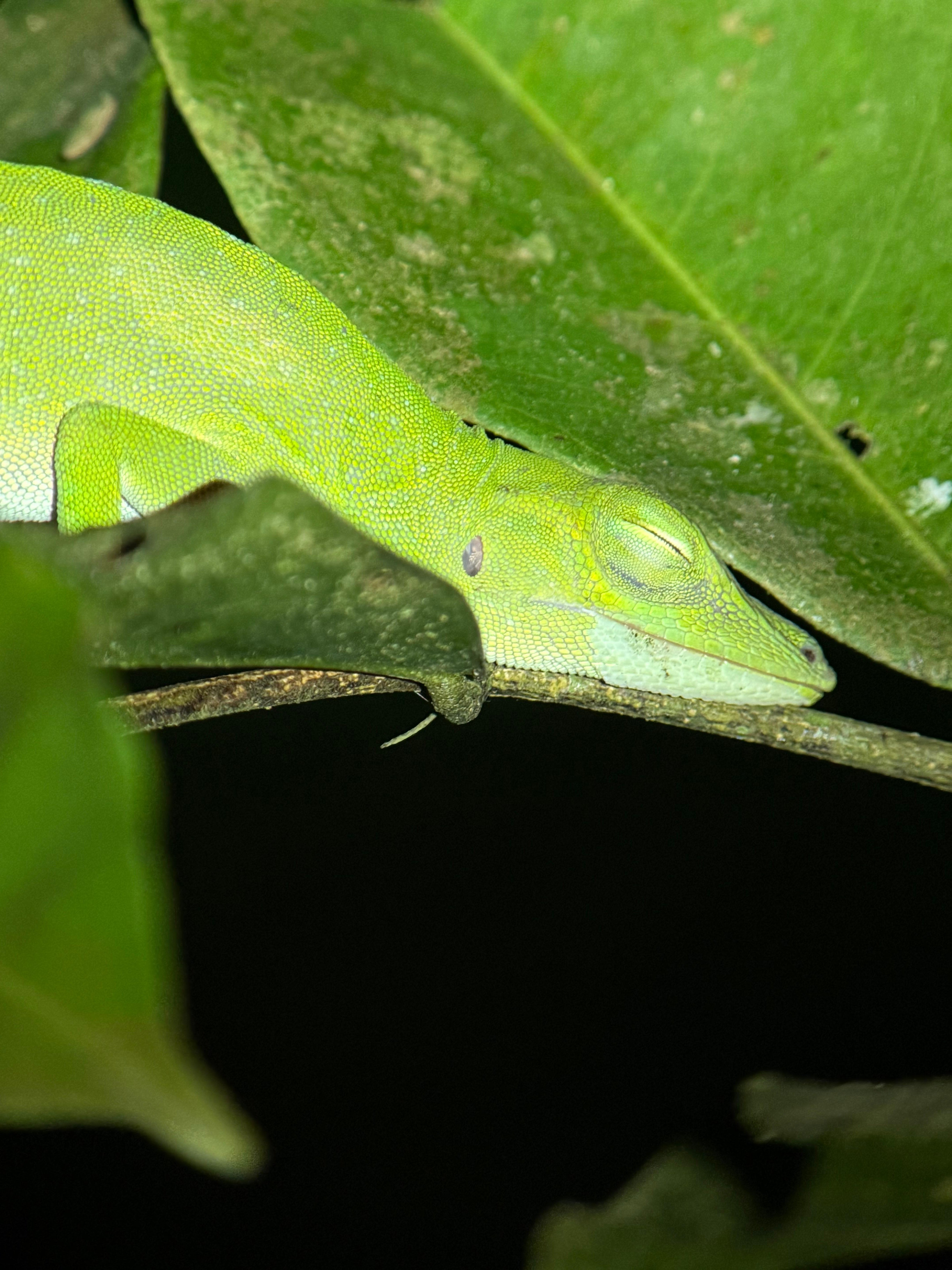 Manuel Antonio Night Wildlife Walk with Expert Naturalist
