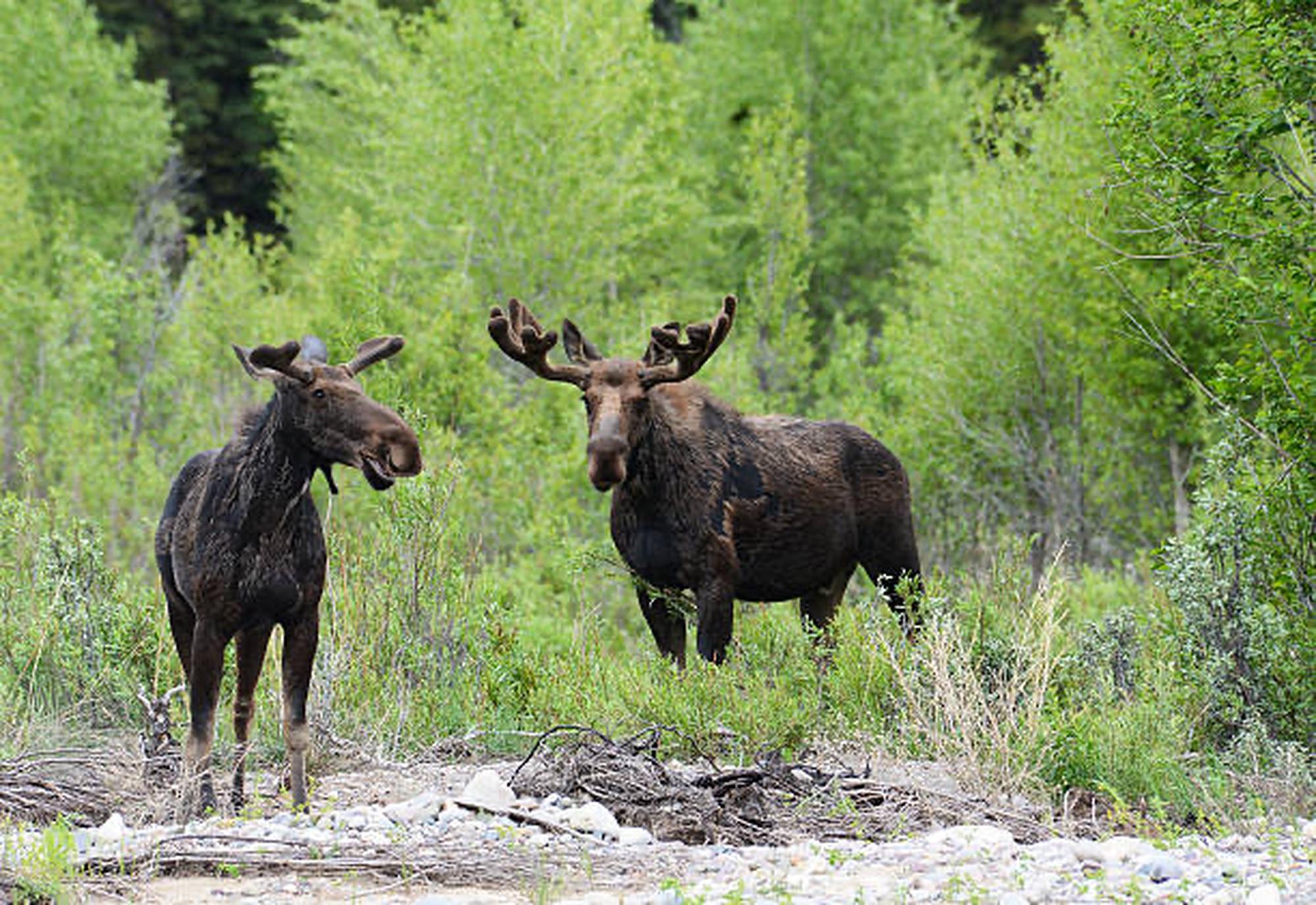 Snake River Scenic Wildlife Float Tour