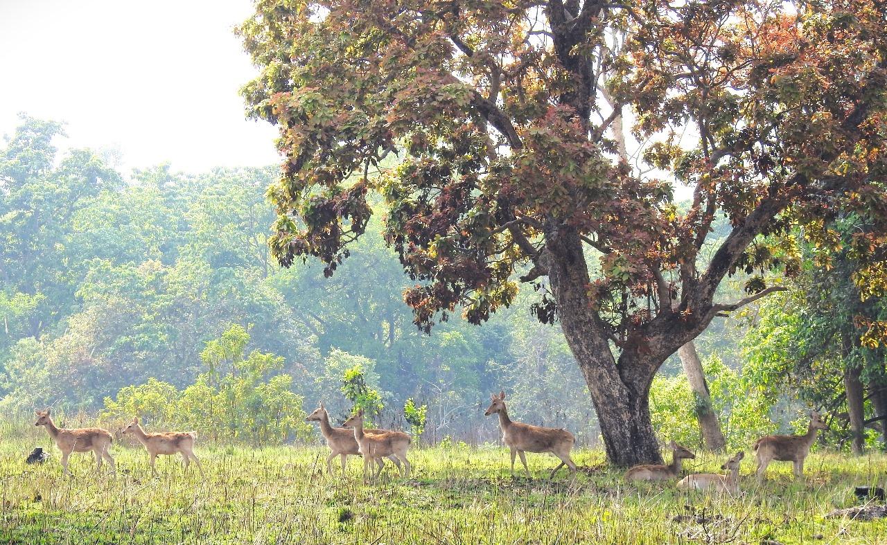 Bardia National Park: 3-Night Bengal Tiger Safari