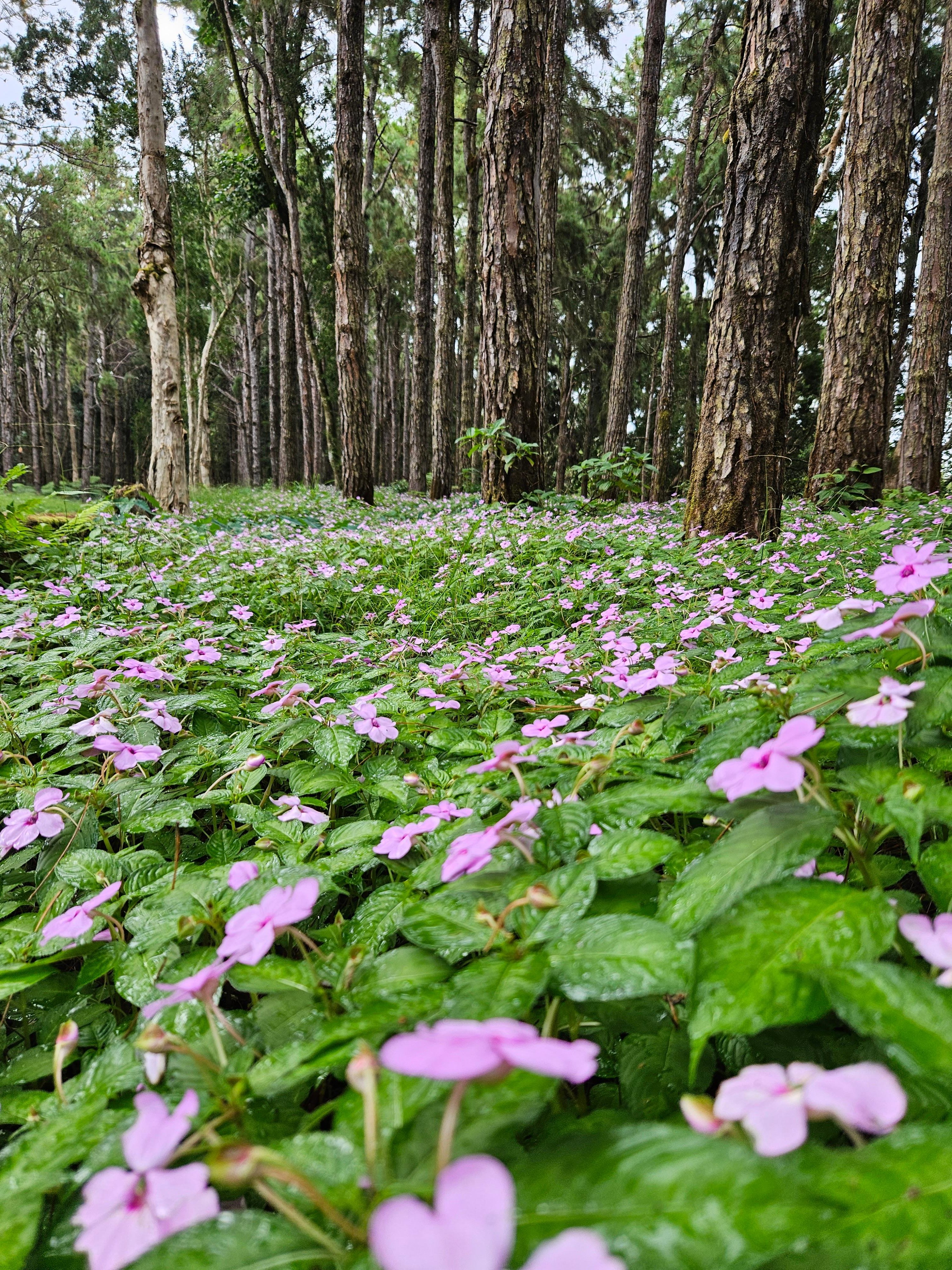 Private Southwest Mauritius: Chamarel & Nature Highlights