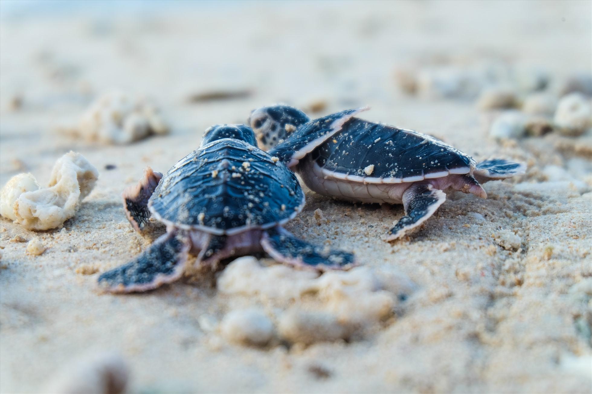 Bay Canh Island Turtle Nesting Adventure