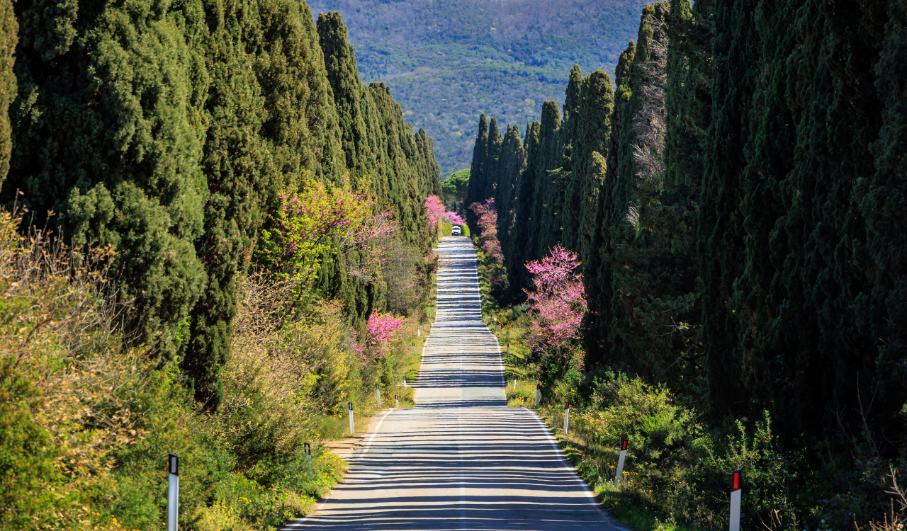 Bolgheri Wine Tour from Livorno Port