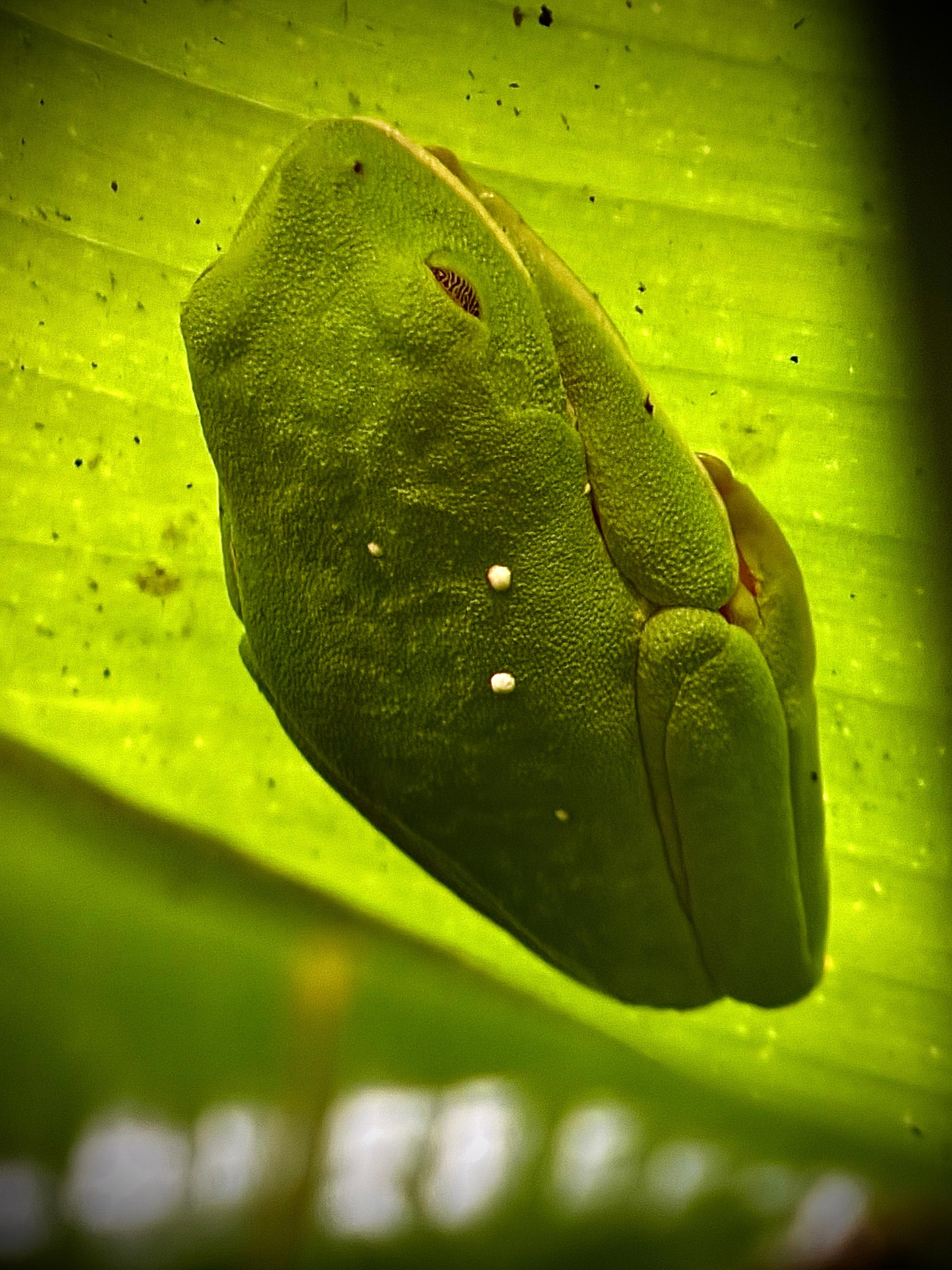 Guided walk in Manuel Antonio National Park, Costa Rica — image 41