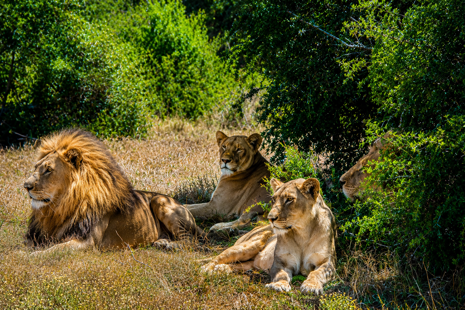 Garden Route Safari & Coastal Discovery: 5-Day Cape Town Journey