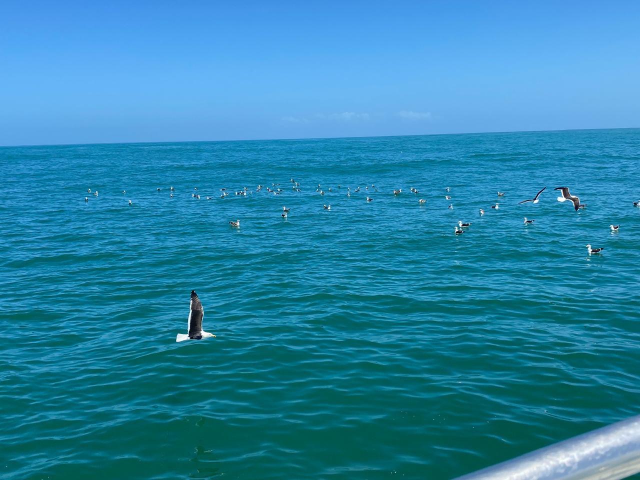 Private Shark Cage Diving Day Tour from Cape Town