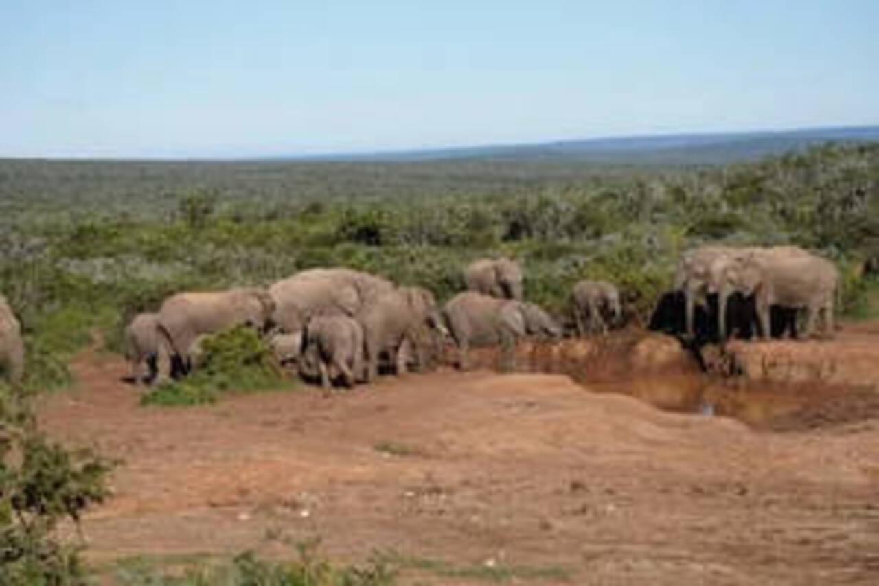 Addo Elephant Park 2-Day Photography Safari